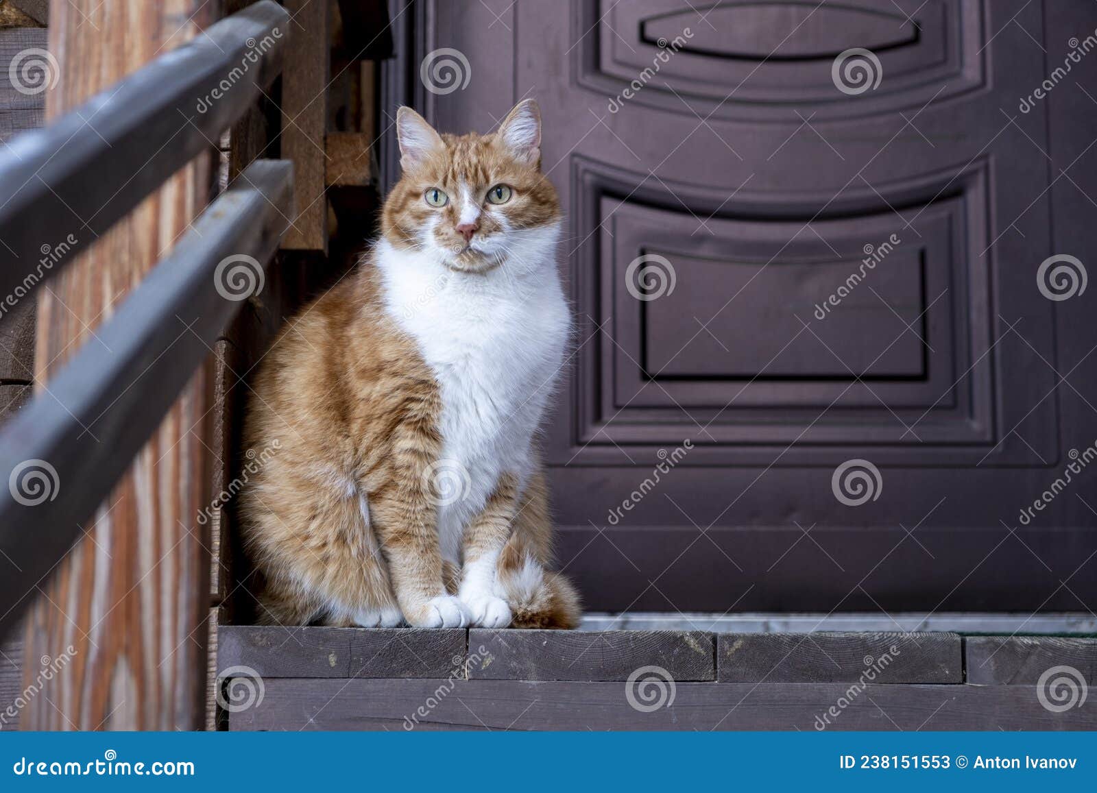 жирный рыжий кот сидит у двери. Стоковое Изображение - изображение  насчитывающей кошачий, смешно: 238151553