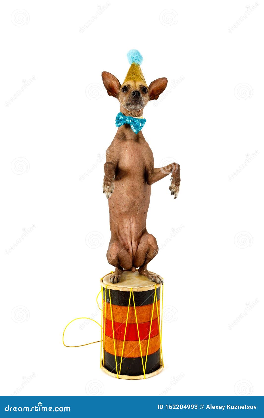 French Bulldog on His Hind Legs, Isolated on White Stock Image - Image of mammal