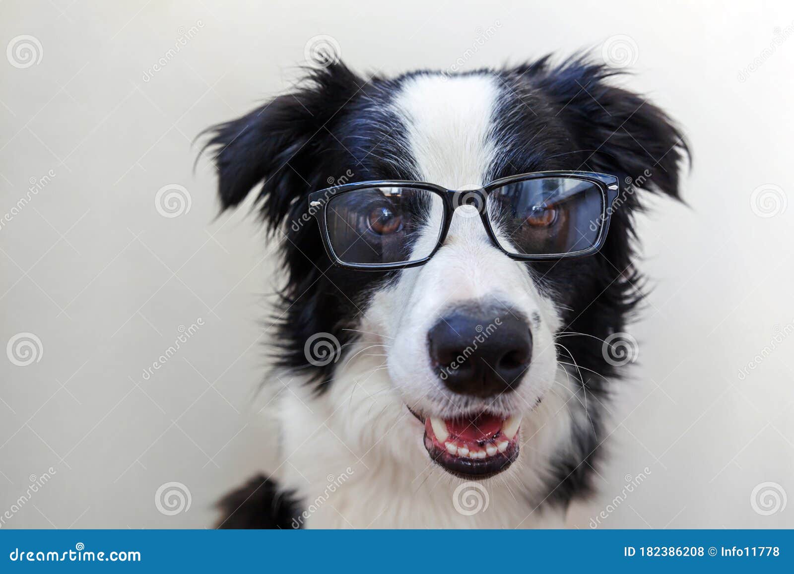 Забавно, студийный портрет улыбаясь Коллиы границы собаки щенка в Eyeglasses изолированных на белом фоне. Маленькая собака, глядя Стоковое Фото - изображение насчитывающей шерсть, чистоплемено: 182386208