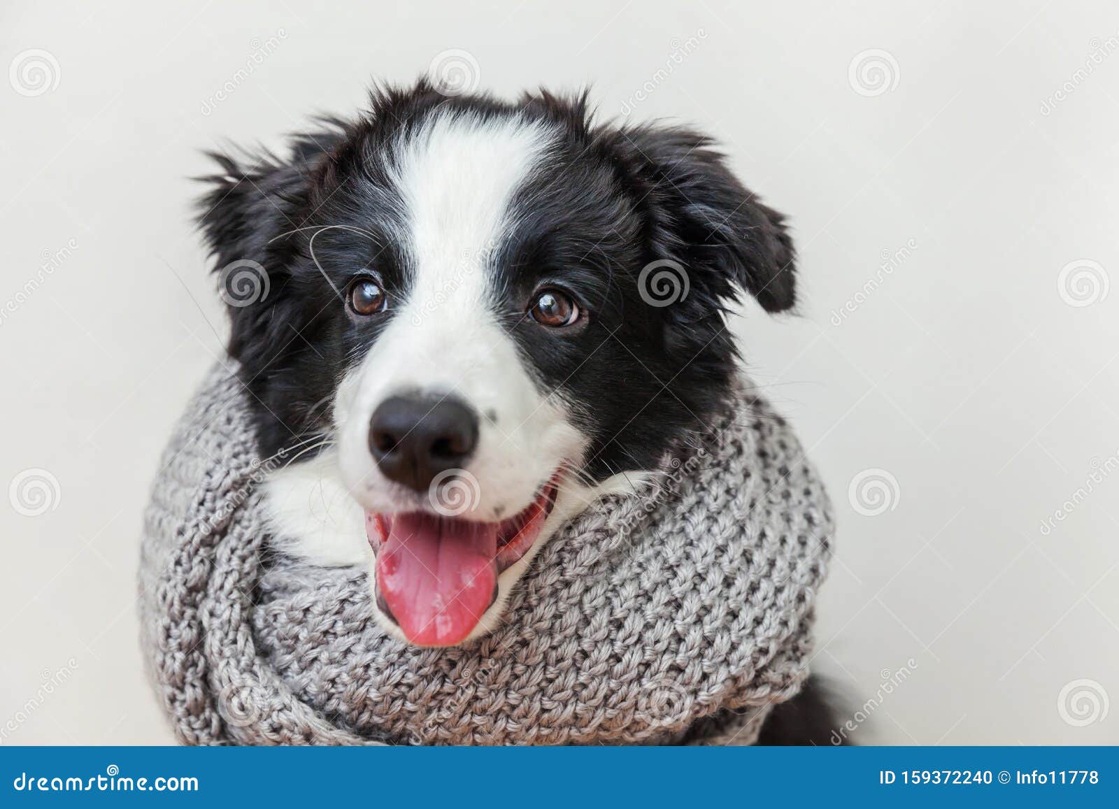 забавный студийный портрет милого щенячьего пса пограничный колли в теплой одежде шарф на шее на белом фоне Стоковое Фото - изображение насчитывающей праздник, тварь: 159372240