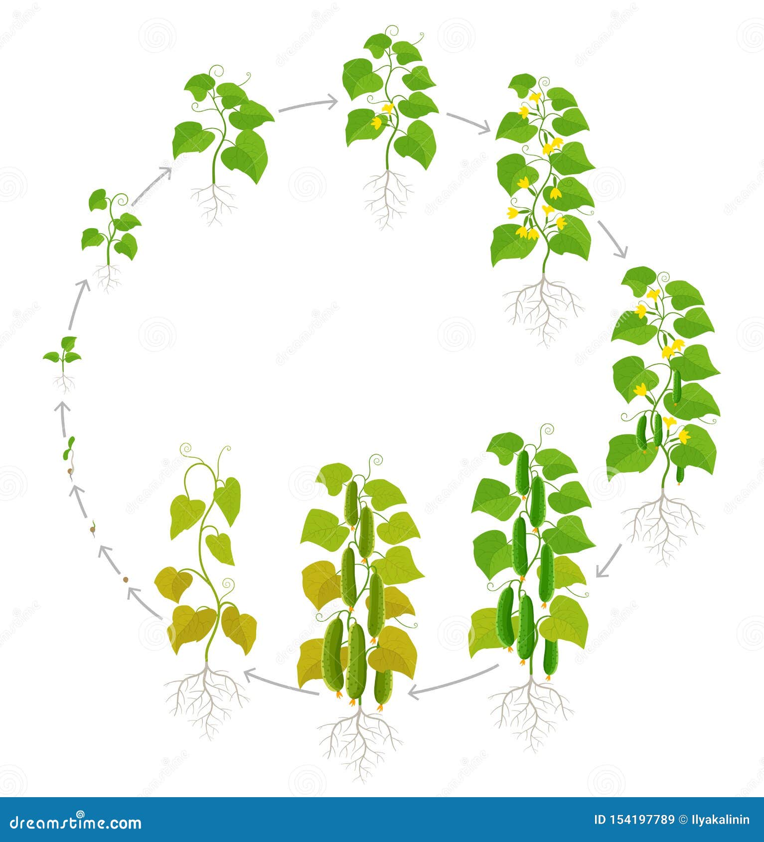 Жизненный цикл овощных растений по маркову. Циклы роста огурцов. Жизненный цикл роста огурца. Стадии роста огурцов. Цикл роста огурцов для дошкольников.