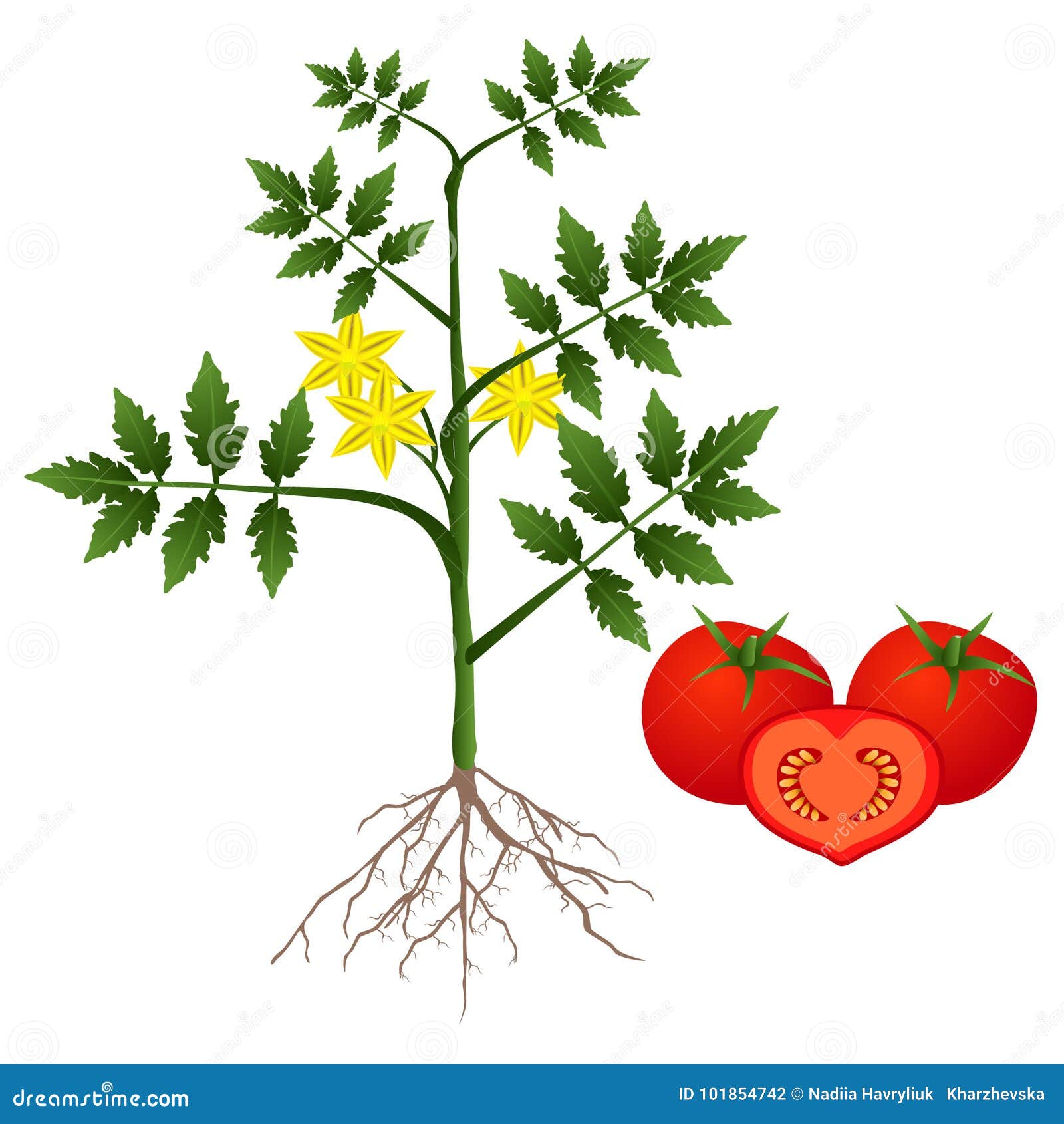 Томат растение биология. Куст томата. Куст томата на белом фоне. Куст помидор для детей. Томат растение.