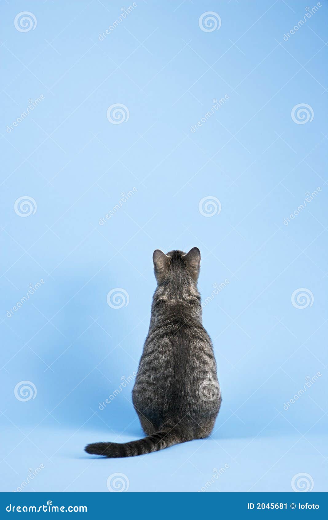 Кот сидит спиной