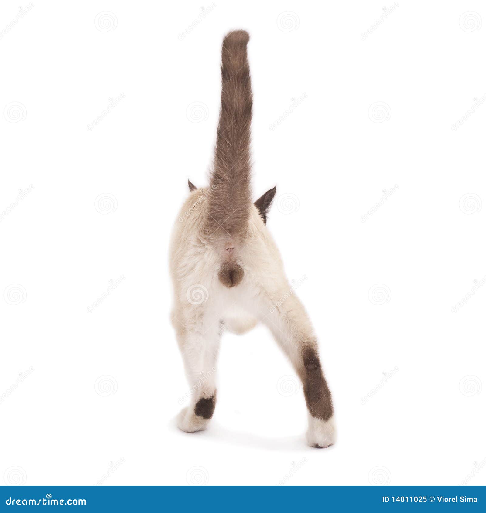 Кот сидит вид сзади