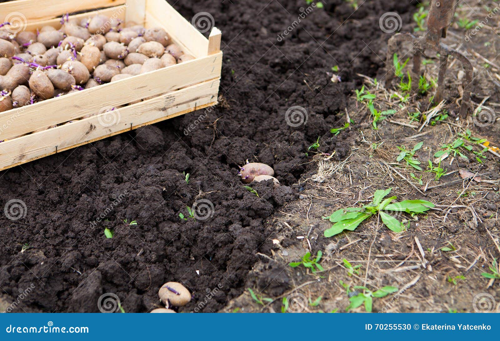 Можно ли заниматься посадками. Посадка картофеля. Китайский метод посадки картофеля. Посадка картошки. Посадка картофеля в поле.