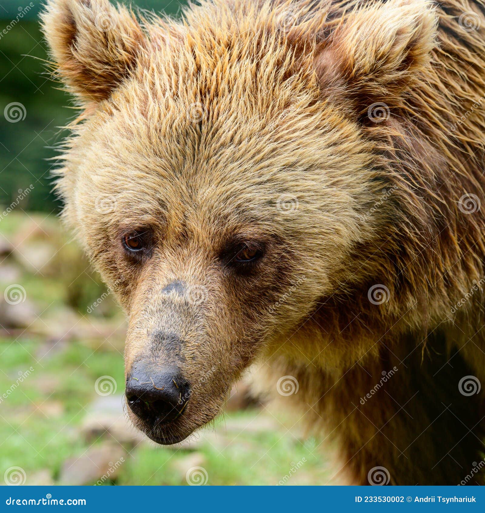 Глаза медведя