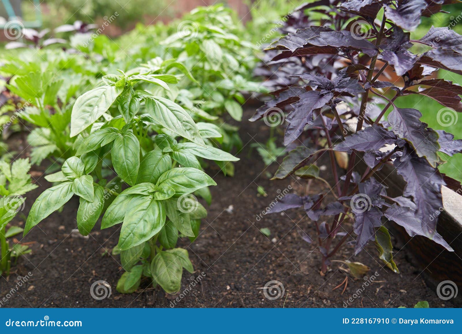 закрытие фиолетового и зеленого базилика, растущего на клумбе в саду. ароматная приправа растет в Стоковое Фото - изображение насчитывающей листво, урожай: 228167910