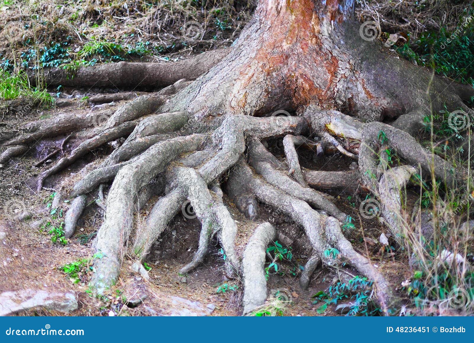 Больший корень это. Большие корни. Молодое дерево с корнями. Пальцы корни дерева. Большая флейта корень дерева.