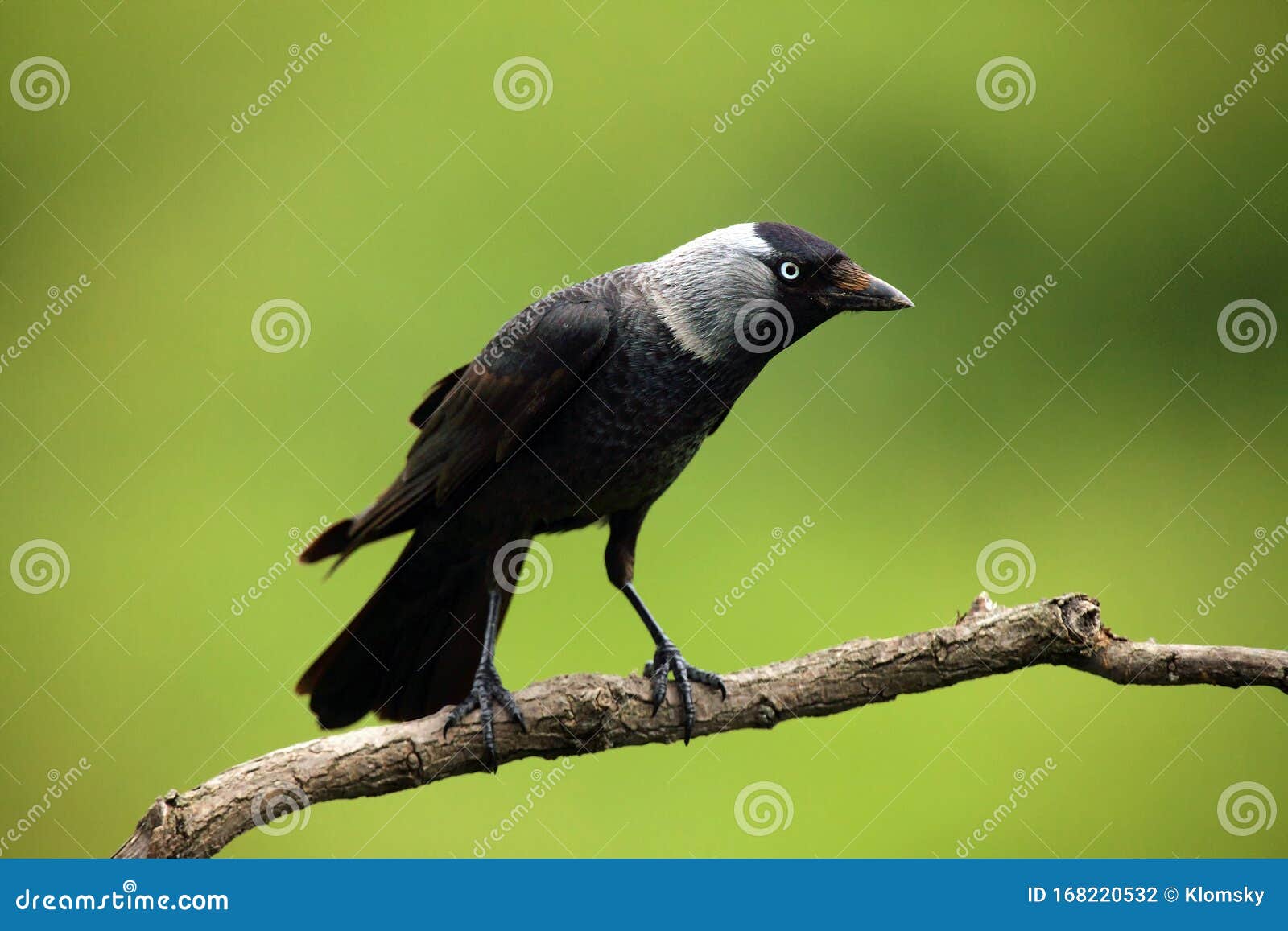 Западное Monedula Corvus галки, сидя на ветви с зеленой фоном Типичная  умная птица ворона, сидя на ветви Стоковое Фото - изображение насчитывающей  ангстрома, зеленый: 168220532