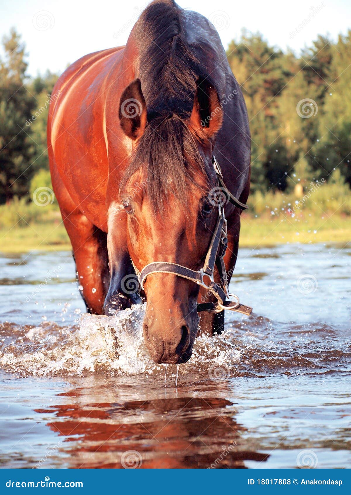 Лошадь в воде