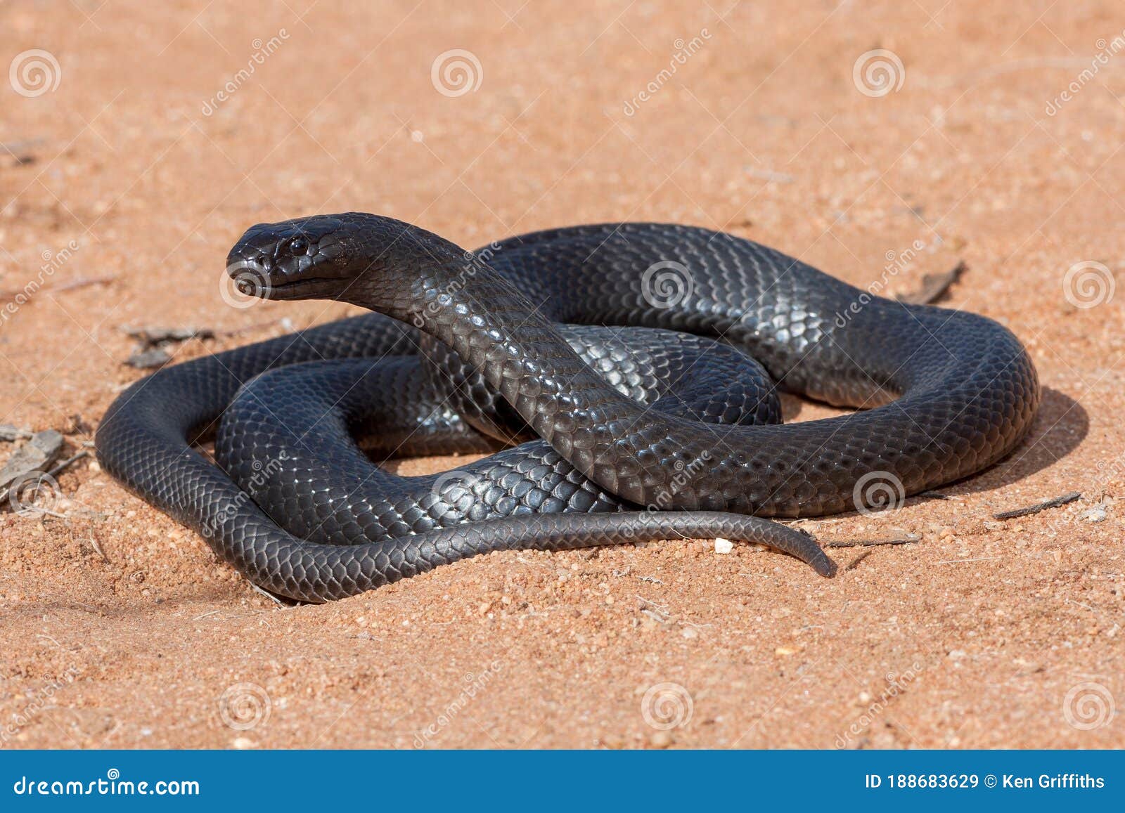 Запятнанная или Bluebellied черная змея Стоковое Изображение - изображение  насчитывающей змейка, черный: 188683629