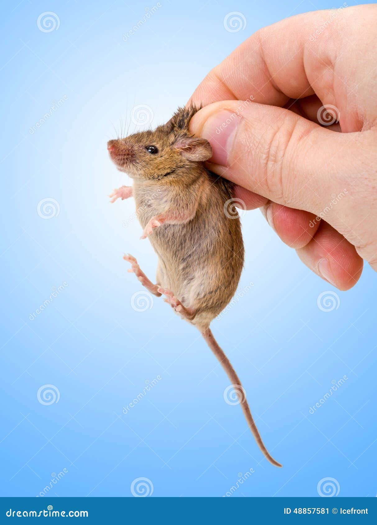 Мышь рост. Mus musculus домовая мышь. Держит мышку. Мышь в руке. Маленькая мышь.