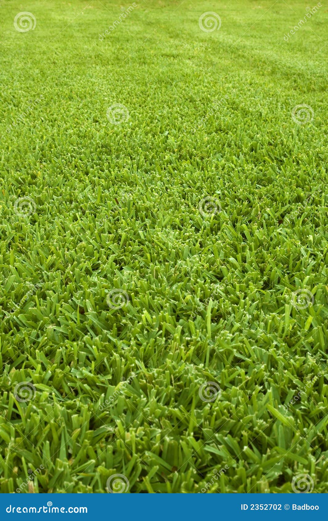 Азиатскую штучку имеют на зелёной лужайке