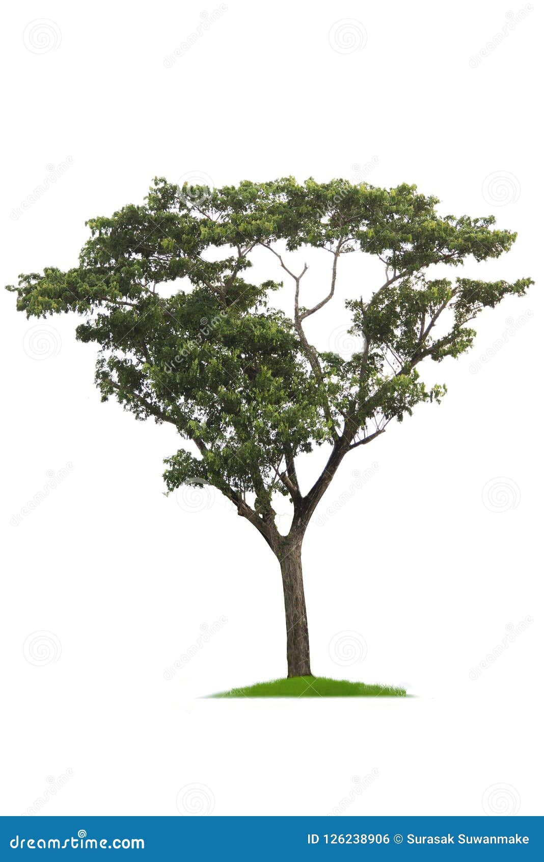 Зеленое дерево, красивый белый фон красивый вырастите дерево Â большое влажное Иллюстрация штока - иллюстрации насчитывающей мертво, конспектов: 126238906