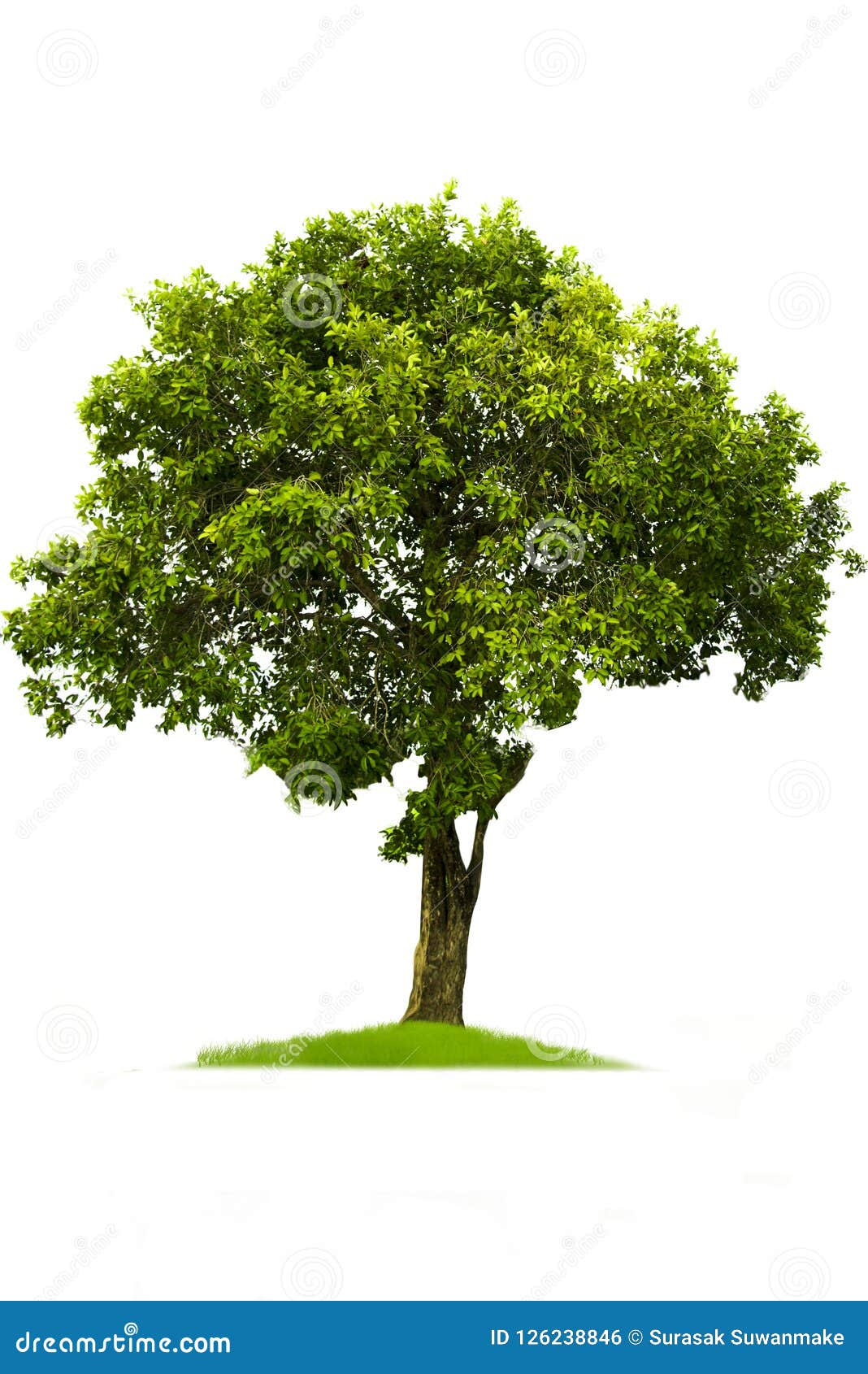 Зеленое дерево, красивый белый фон Зеленое дерево, красивый белый фон Иллюстрация штока - иллюстрации насчитывающей изолировано, природа: 126238846