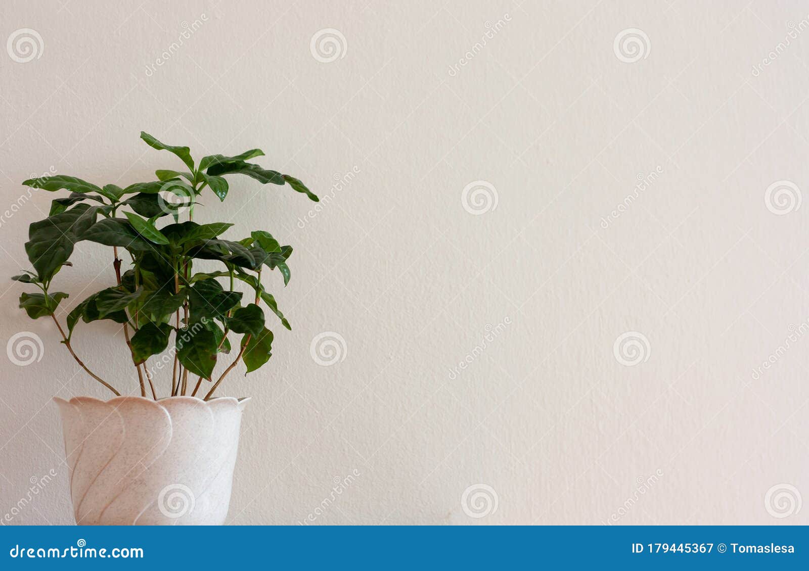Кофе Арабика Комнатное Растение Фото Кофе Арабика Комнатное Растение Фото