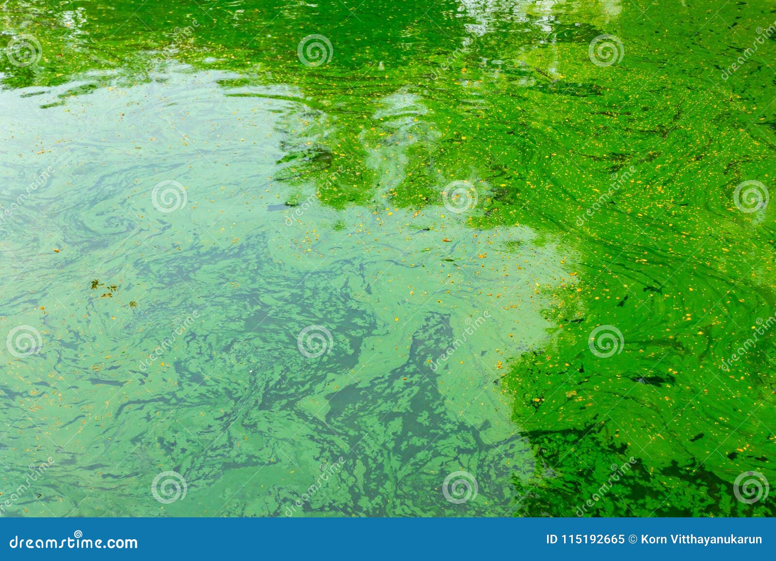 Цвет нормальных вод. Водоросли в озере. Водоросли текстура. Сине зеленая вода. Водоросли озерные высокое качество.