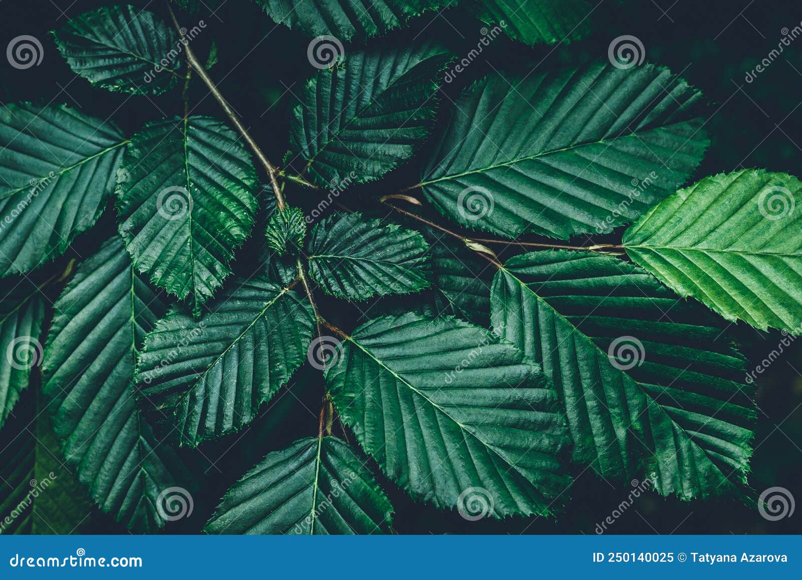 зеленые деревья листья узоры летний природный фон растения. темная текстура  свежего листьев закроется ночью. Стоковое Изображение - изображение  насчитывающей конструкция, свеже: 250140025