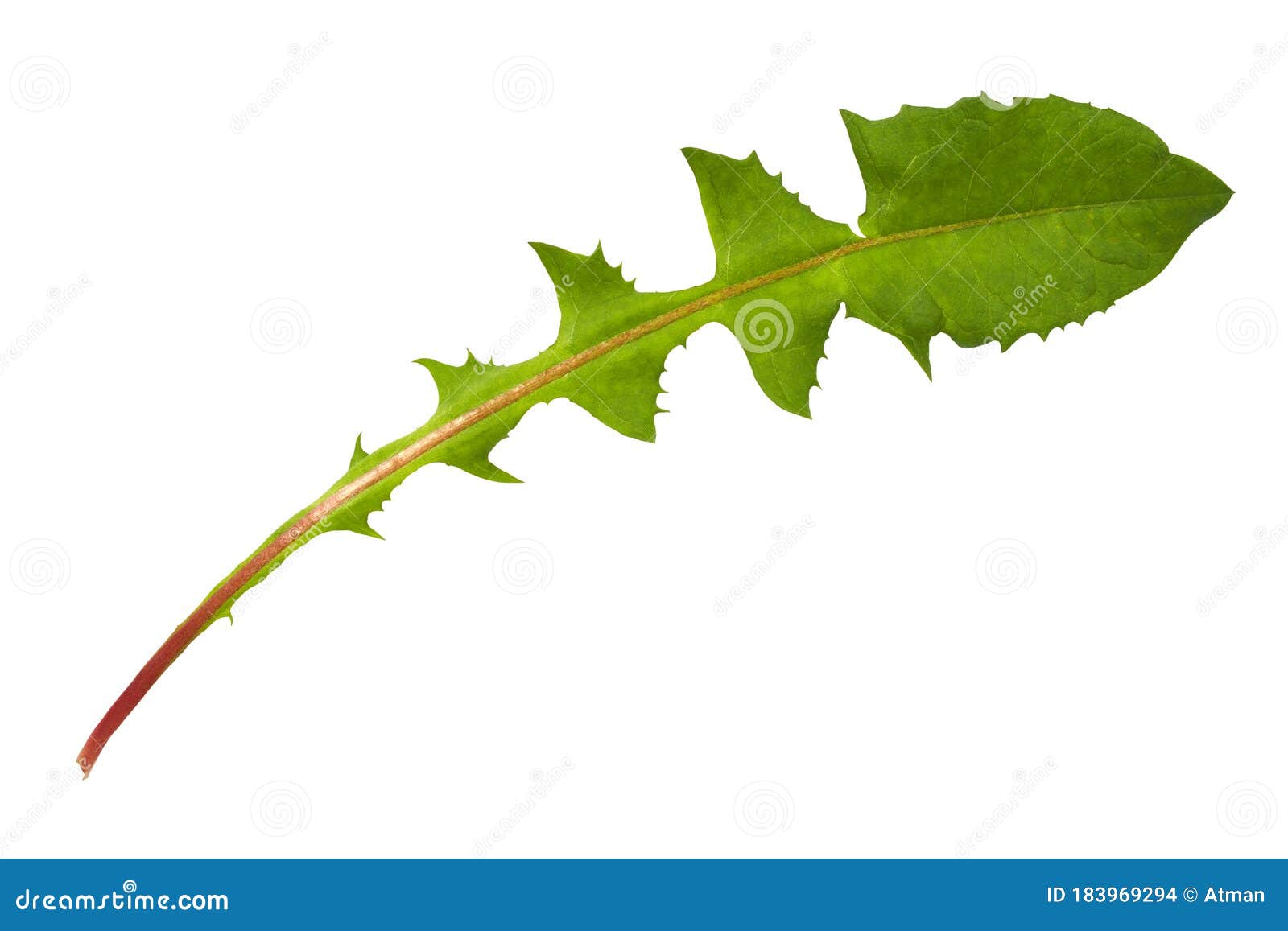 Листья Одуванчика Фото