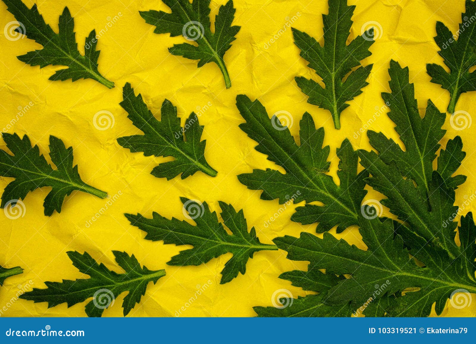 Хризантемы Фото Листьев