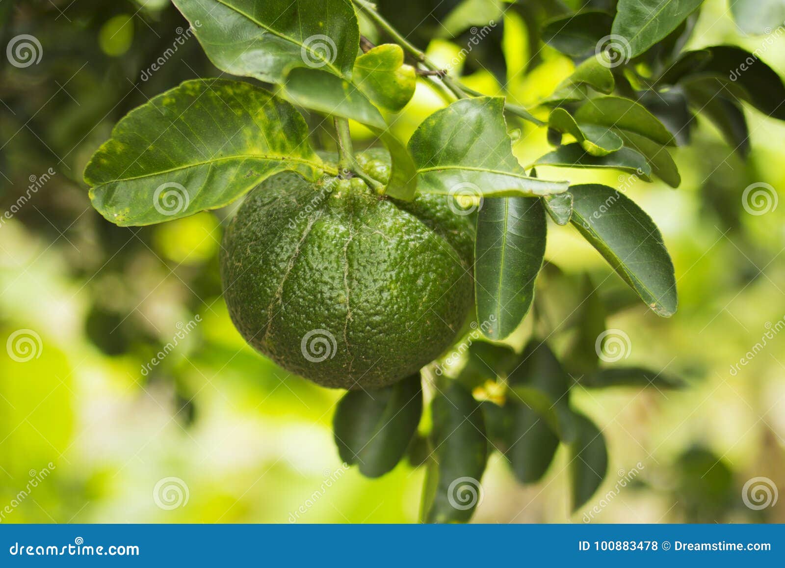 Грин мандарин. Зеленые мандарины на дереве. Мандарины незрелый на деревьях. Зелёный мандарин на ветке. Как растет мандарин зеленый.