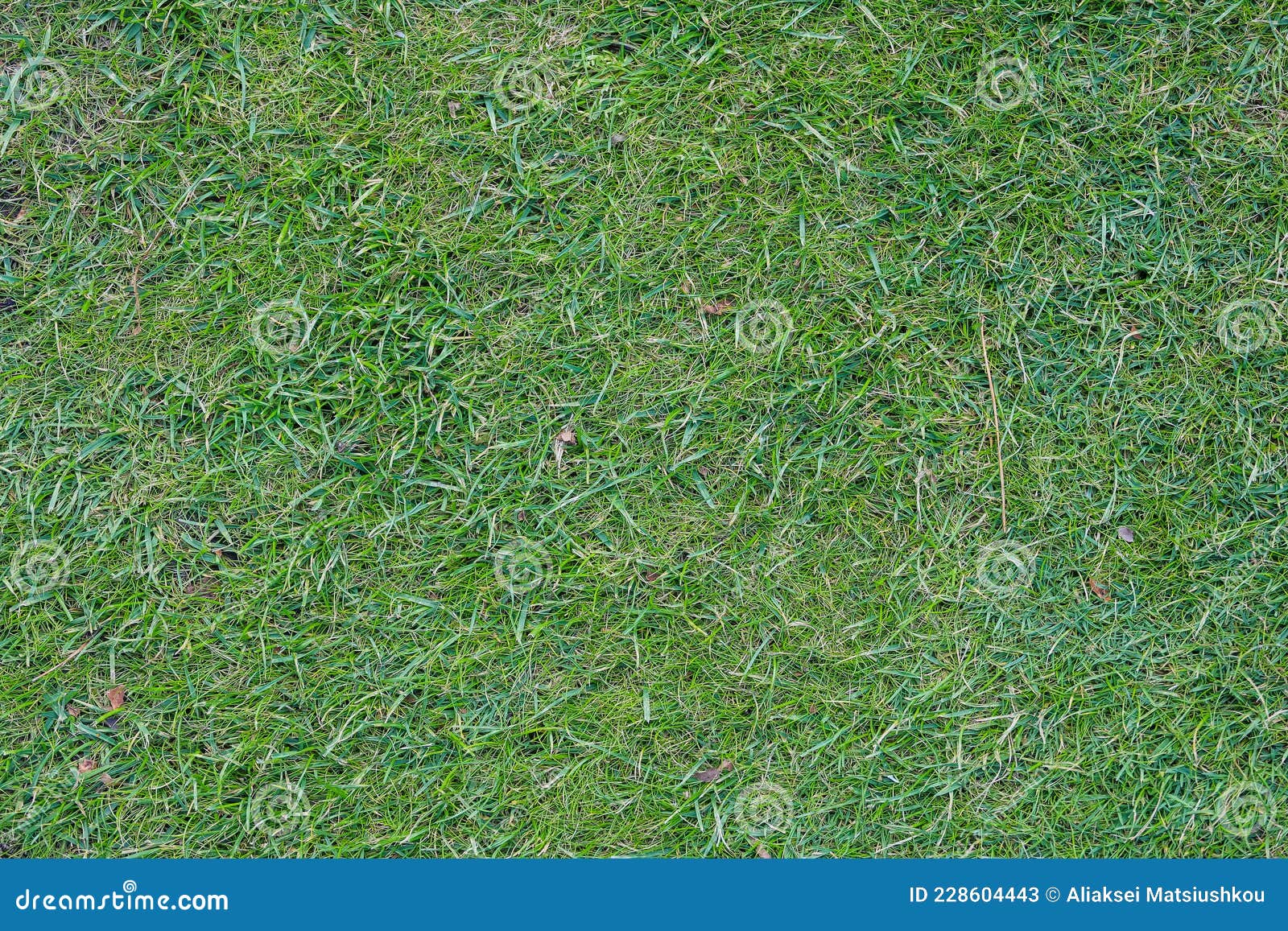 зеленый газон. зеленая трава для гольфа. текстура травы зеленых Стоковое  Изображение - изображение насчитывающей каникулы, отверстие: 228604443