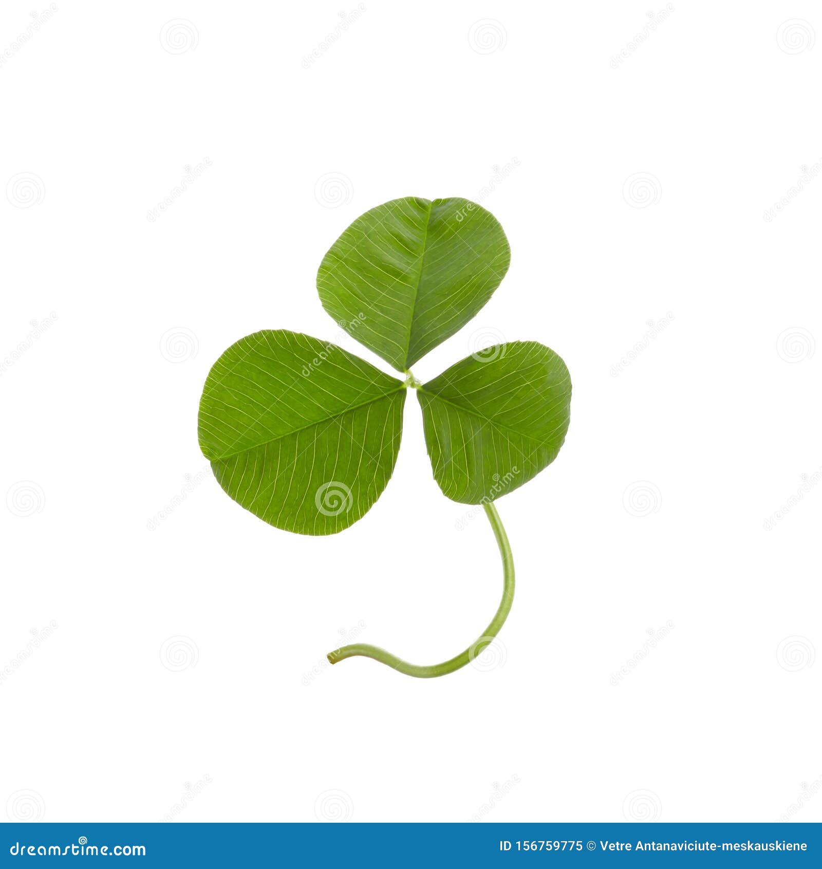 Зеленый лист клевера, изолированный на белом фоне Это обтравочный контурСтоковое Изображение - изображение насчитывающей ирландско, флористическо:156759775