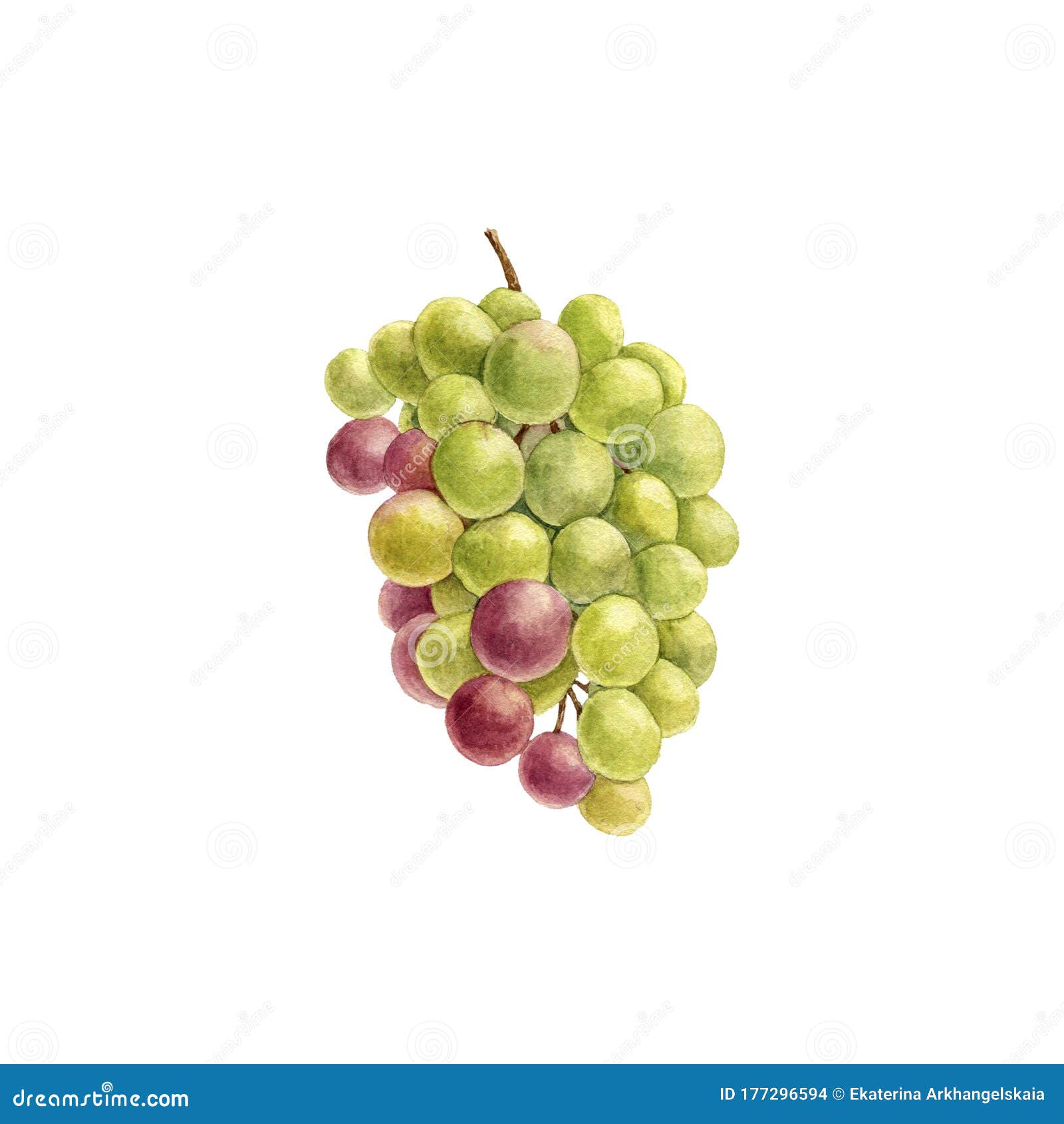 Зеленый рисунок виноград в акварели. Иллюстрация штока - иллюстрации  насчитывающей виноградина, здоровье: 177296594