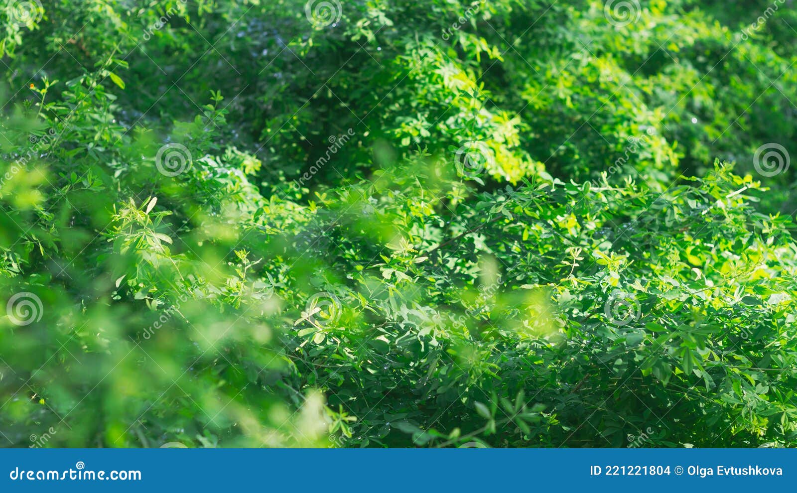 зеленый фон листьев растения акации нежная зелень светло-зеленая свежая  листва весной или летом Стоковое Фото - изображение насчитывающей свет,  цветасто: 221221804