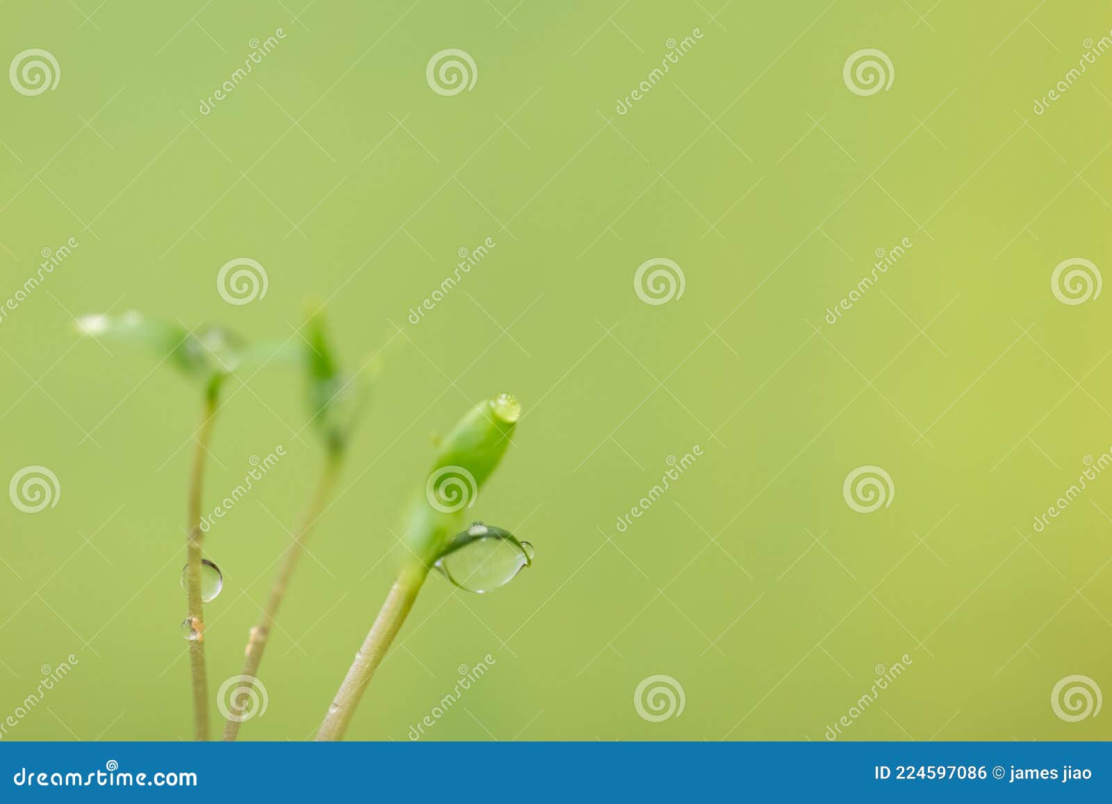 зеленый фон с молодыми листьями ростка или рассада весной или летом в саду.  зелень природы Стоковое Фото - изображение насчитывающей завод, жизнь:  224597086