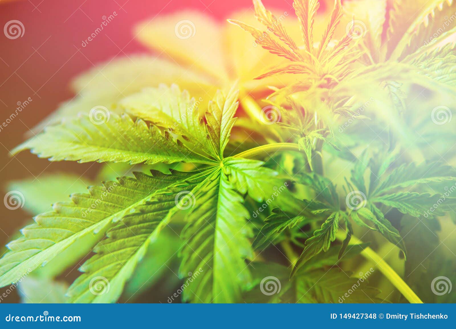 Светлые листья марихуаны купить марихуану на шри ланке