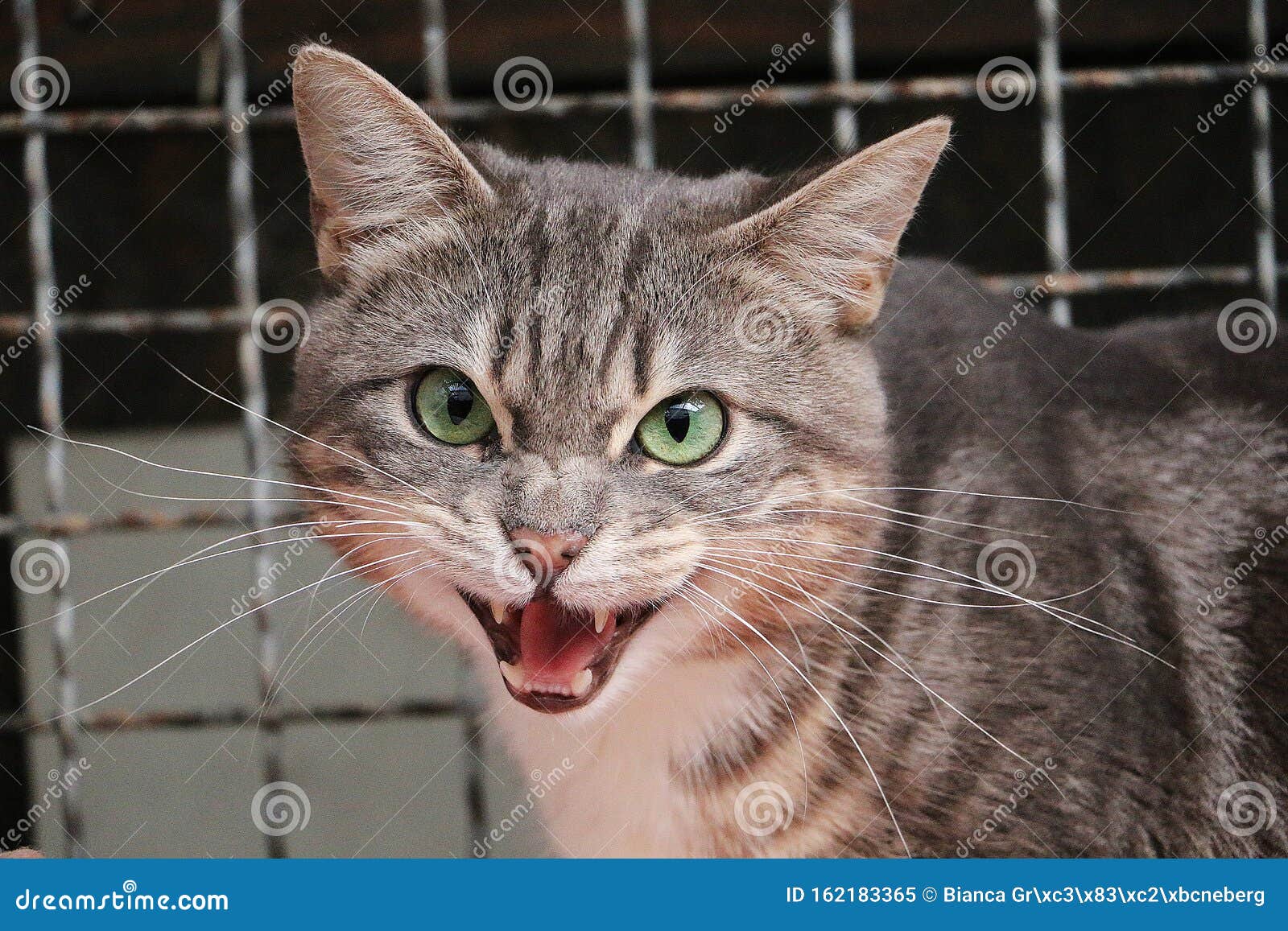 Злая серая кошка шипит стоковое изображение. изображение насчитывающей  загородка - 162183365