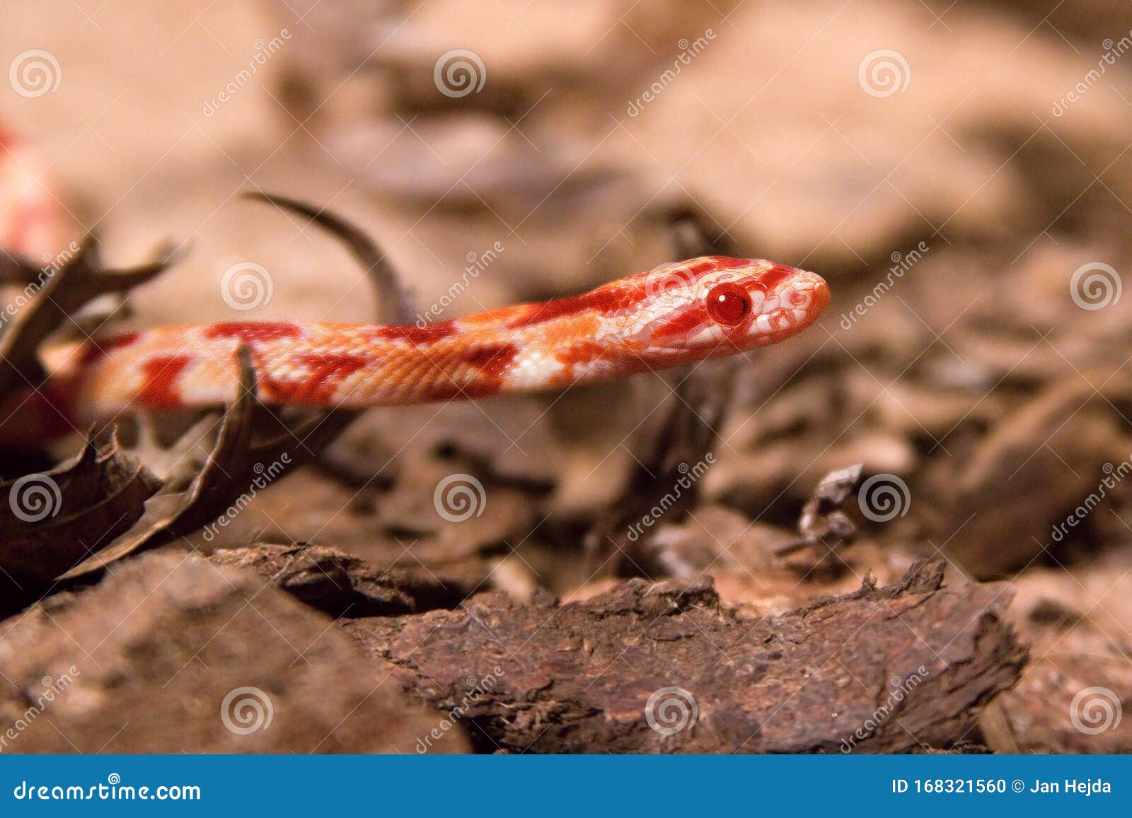 Змея кукурузы на камень, сухую траву и сухие листья округляют Стоковое Фото- изображение насчитывающей серо, хищник: 168321560