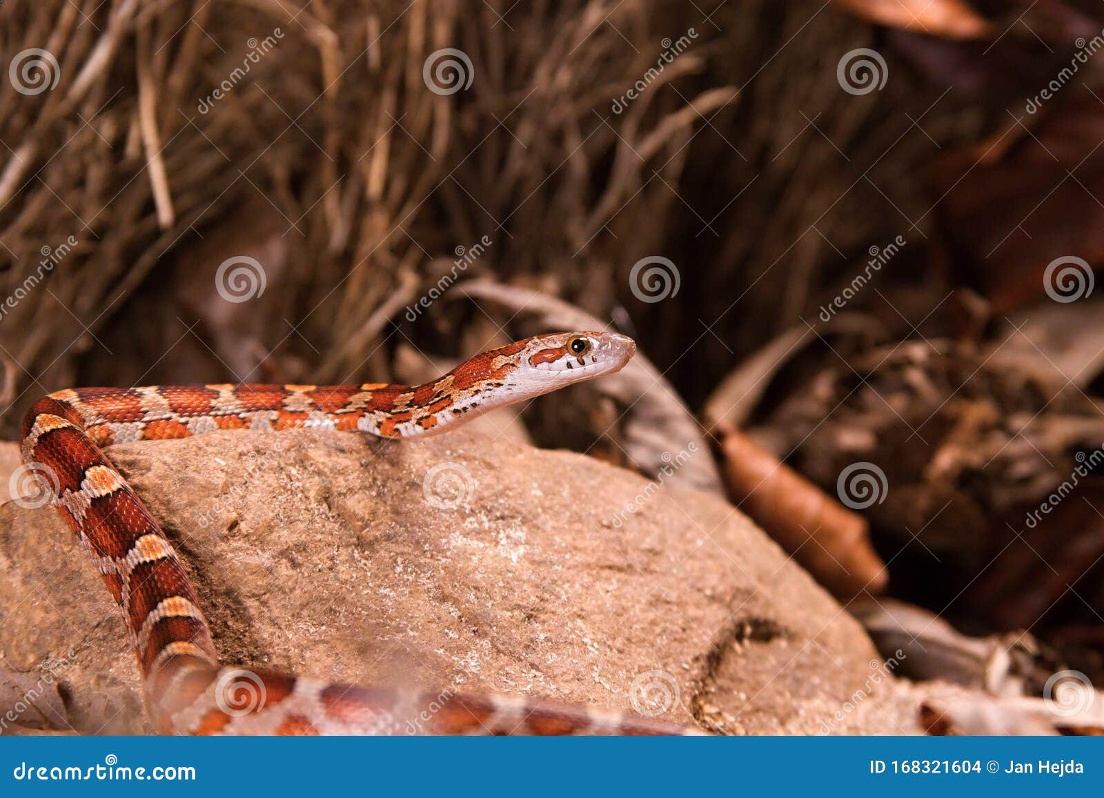 Змея кукурузы на камень, сухую траву и сухие листья округляют Стоковое Фото- изображение насчитывающей хищник, ангстрома: 168321604