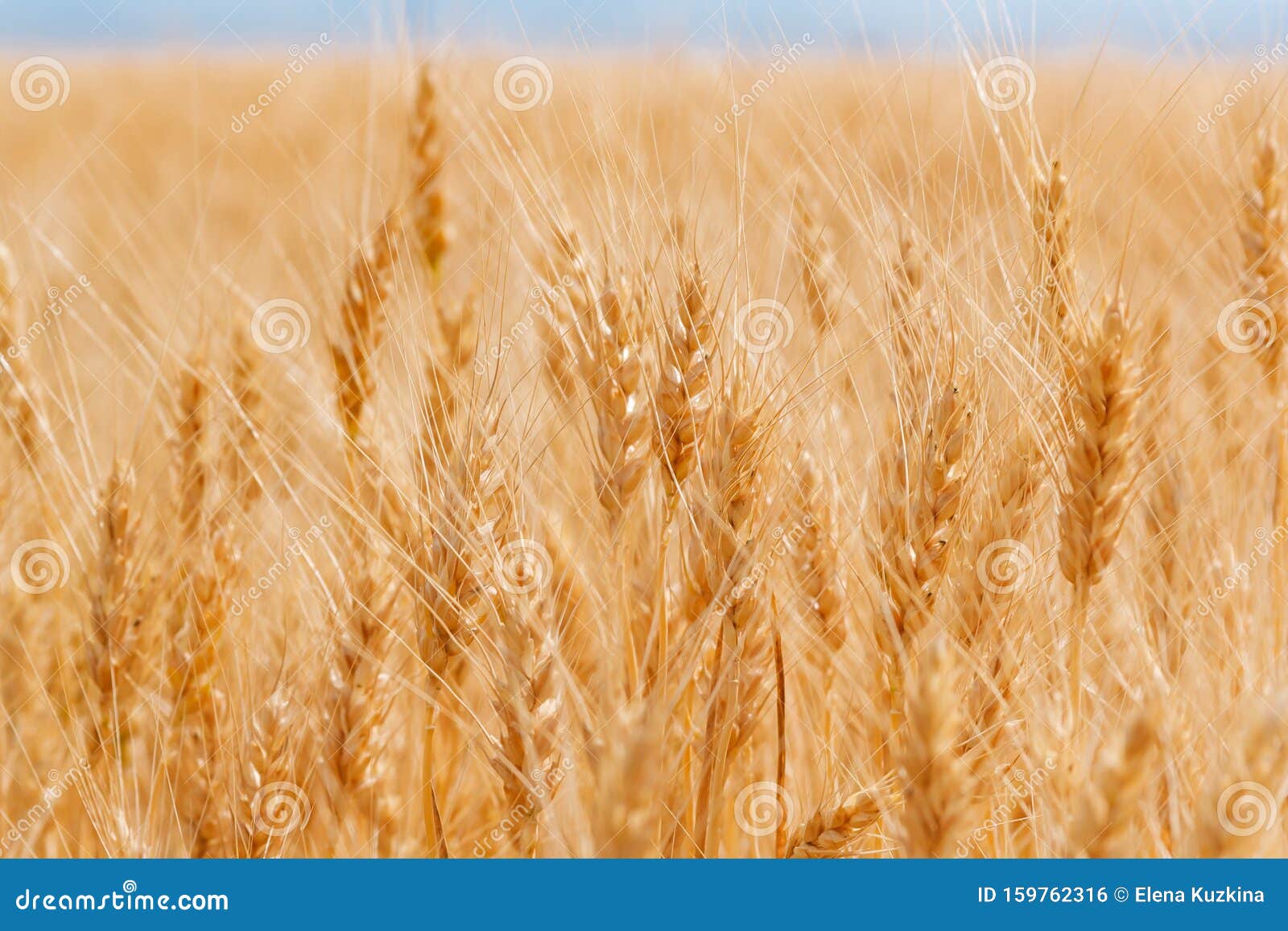 Погода золотом поле на 10 дней. Золотое поле. Вологодская область поле пшеницы. Рисунки на тему пшеничное поле. Золотое поле логотип.