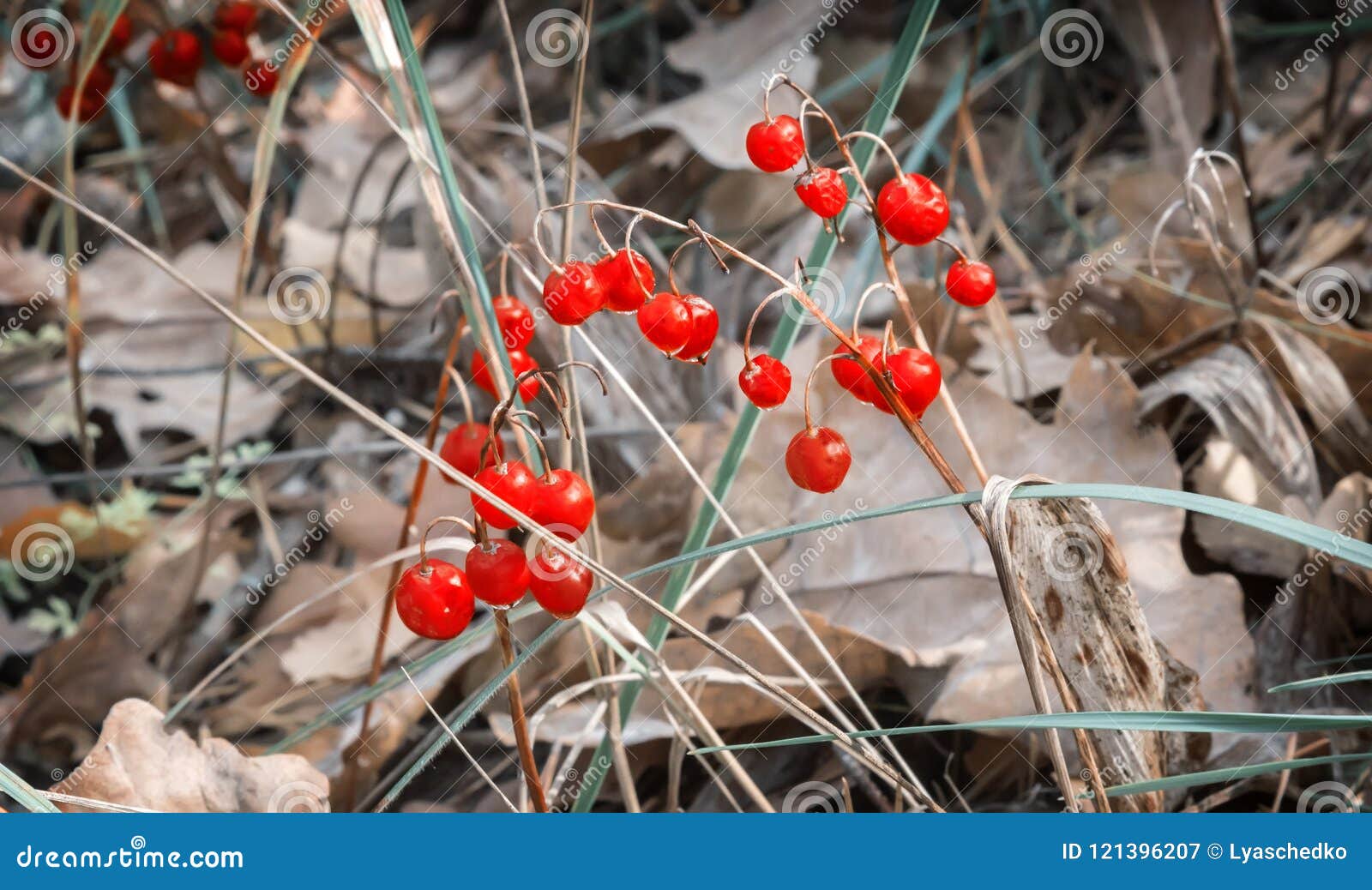 Ландыш ягоды