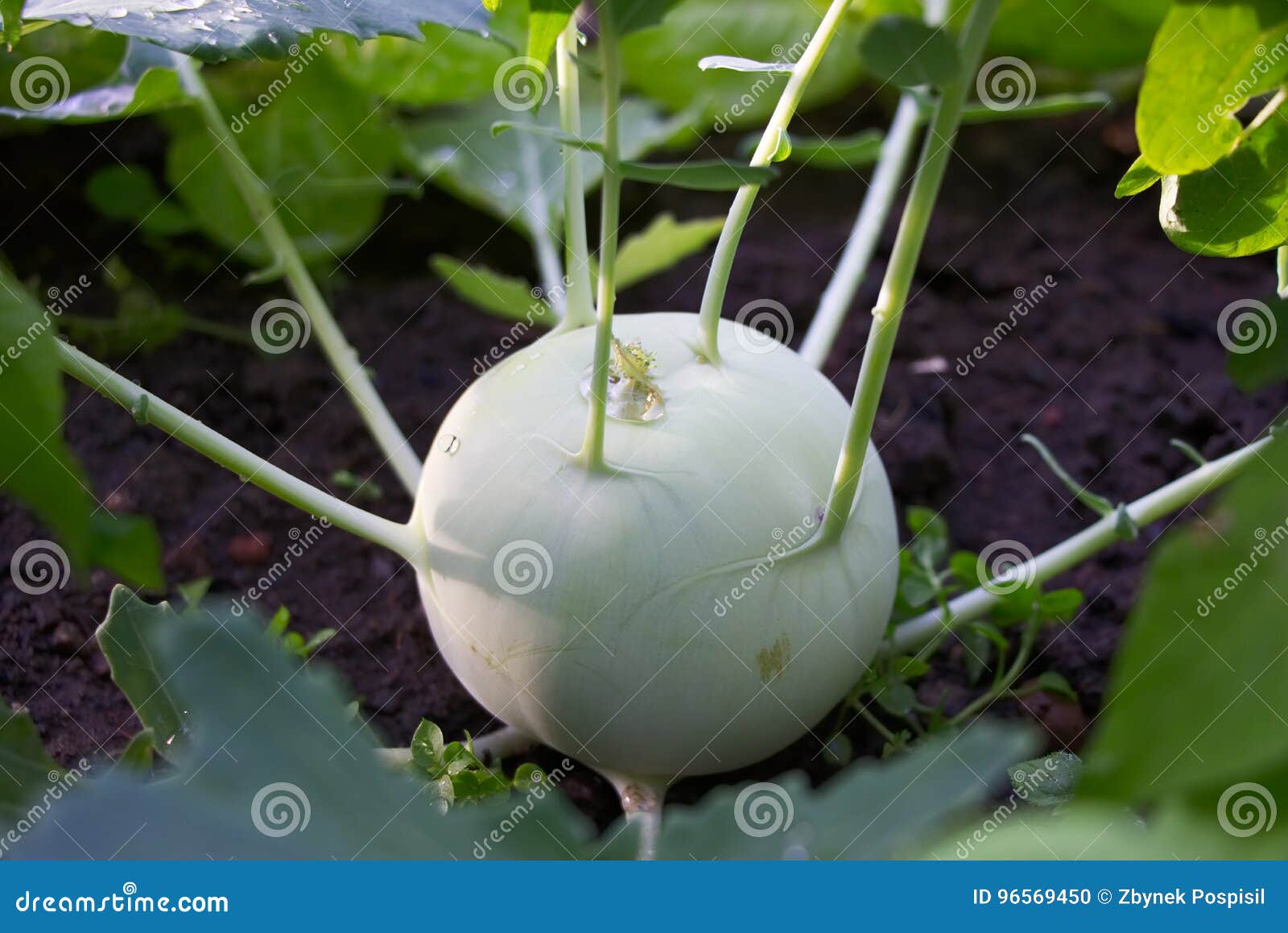 Овощ белый