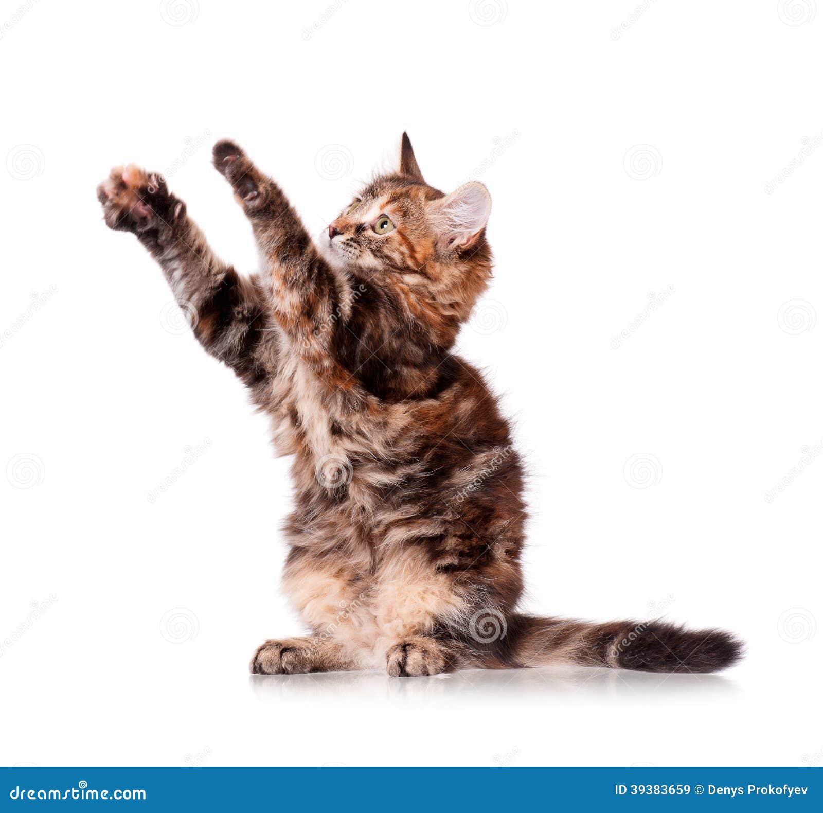 Котик тянется лапкой