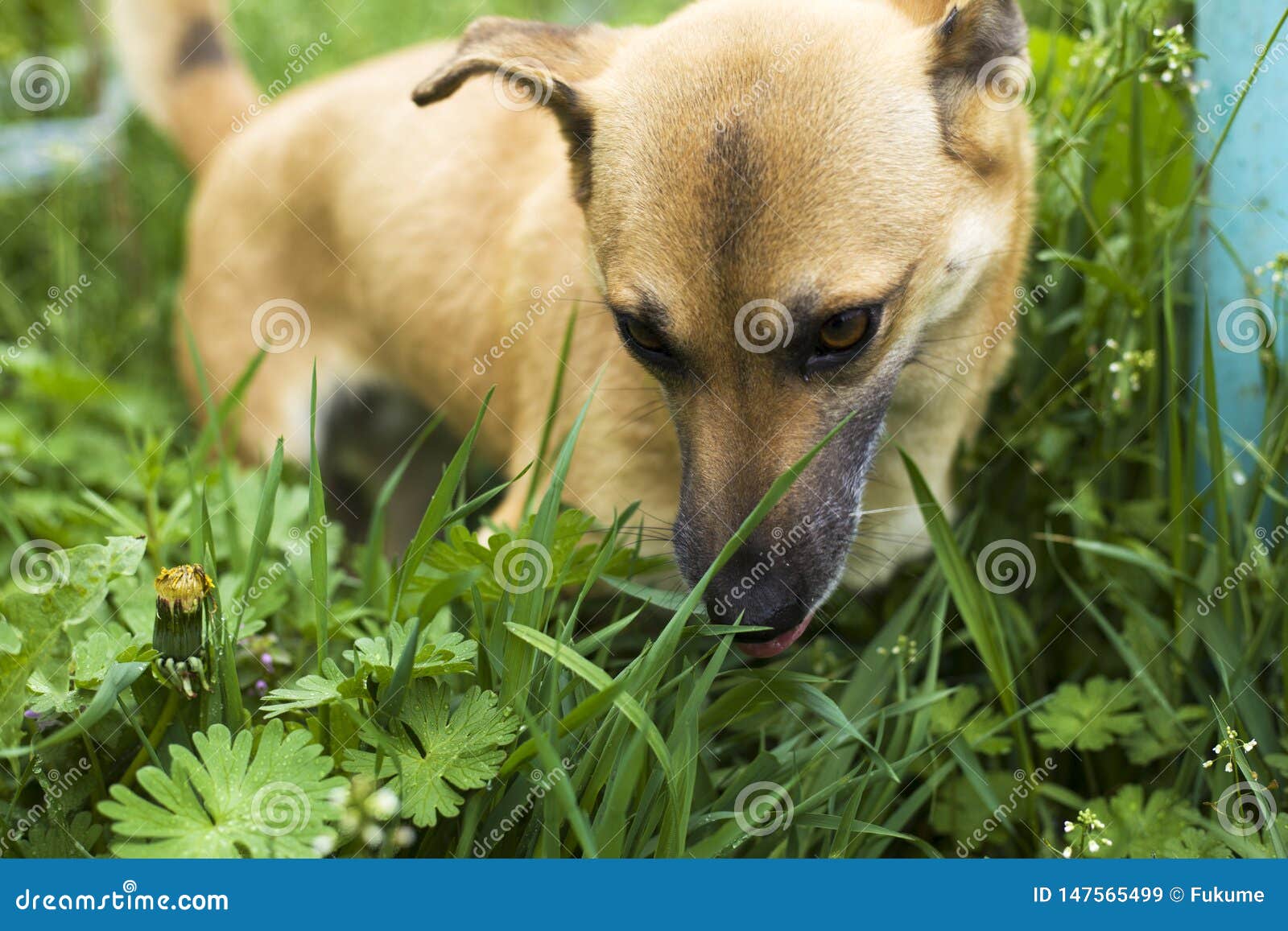 Едят ли собаки траву. Собачка маленькая на газоне. Собака на лужайке. Овчарка ест траву.