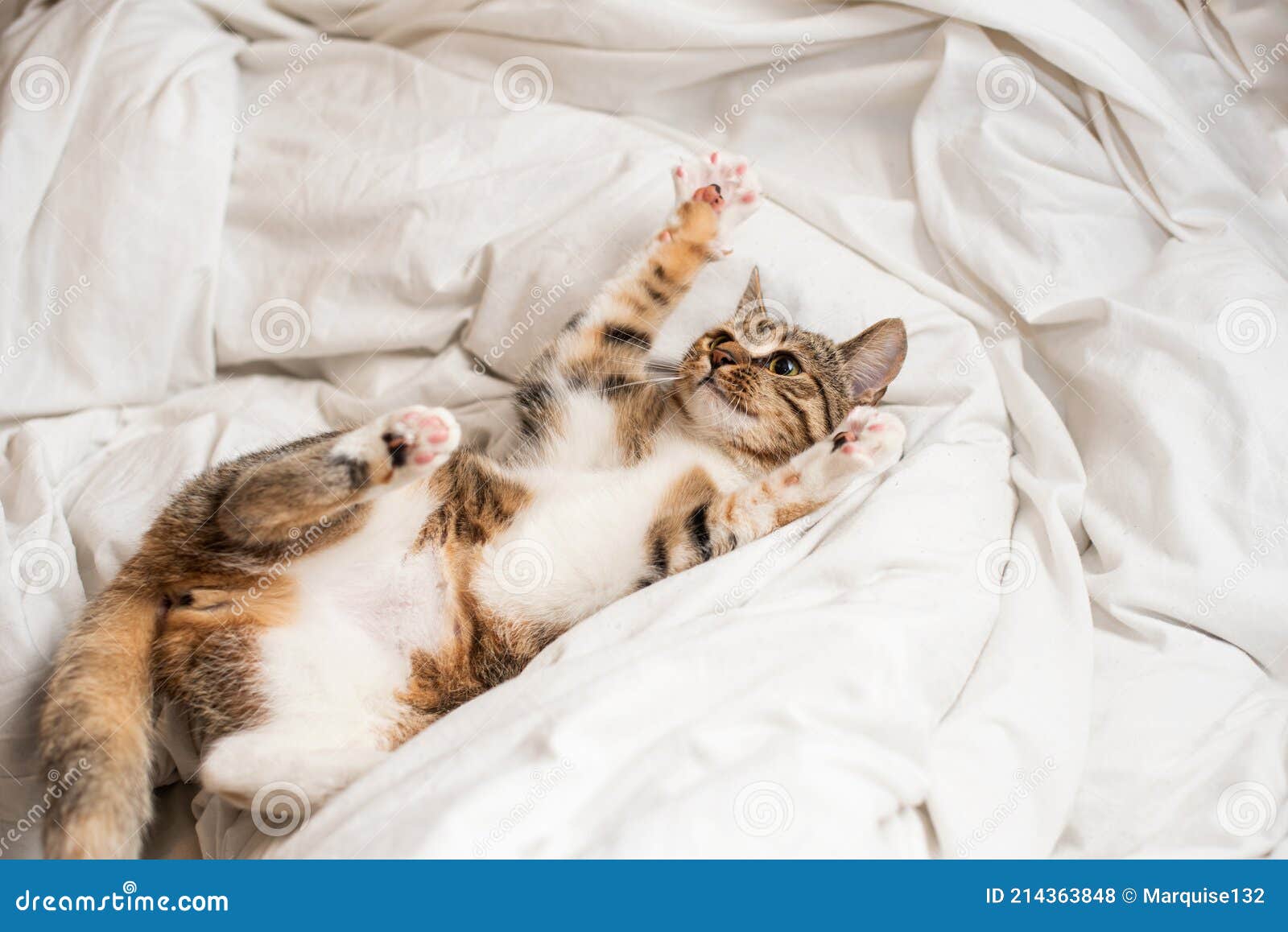 Котенок лежит