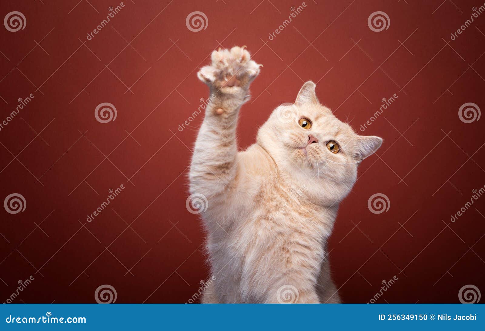 игровая рыжая британская кошка, выращивающая лапу на красном фоне Стоковое  Фото - изображение насчитывающей одно, смотреть: 256349150