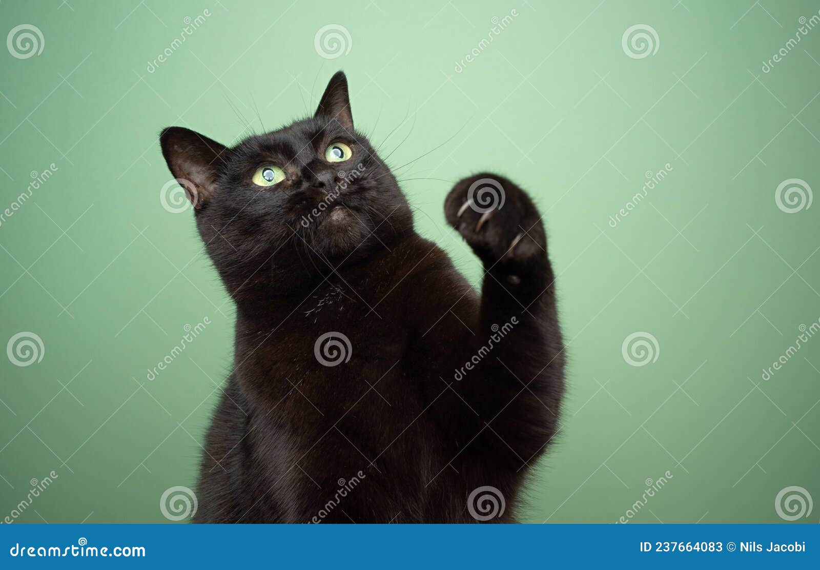 Кот на зеленом фоне