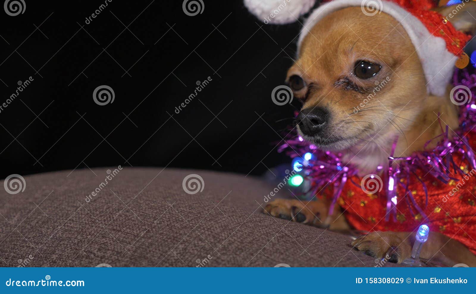 Новогодний Пес Новогодний Пес