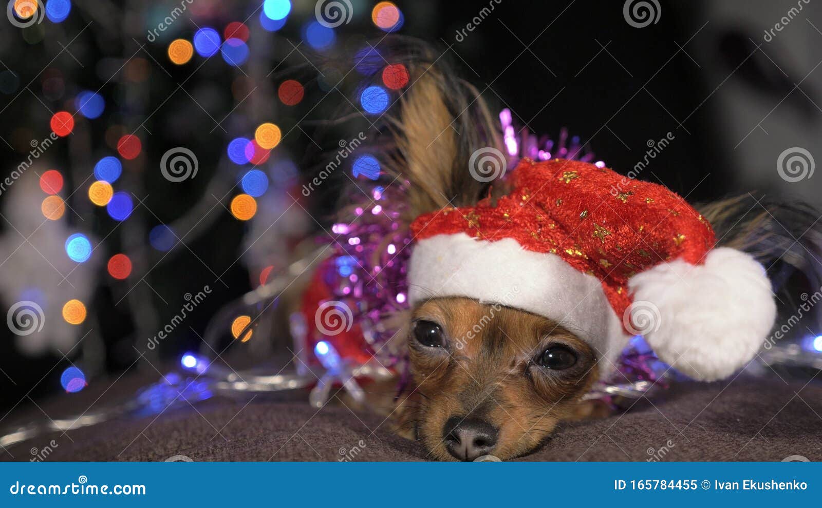 Новогодний Пес Новогодний Пес