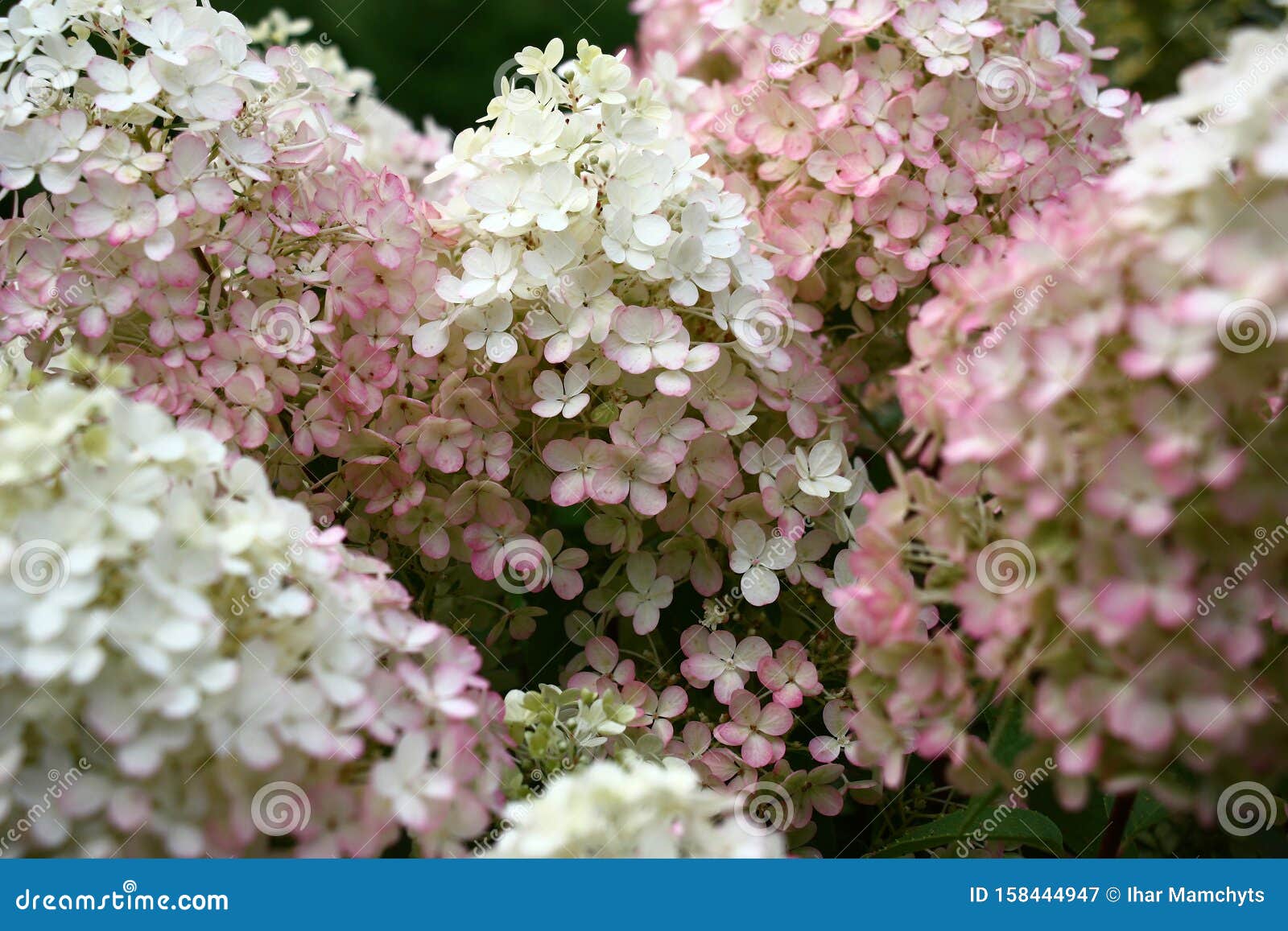 Изобилие цветов гидрангеи Бобо Стоковое Изображение - изображениенасчитывающей абстрактно, напольно: 158444947