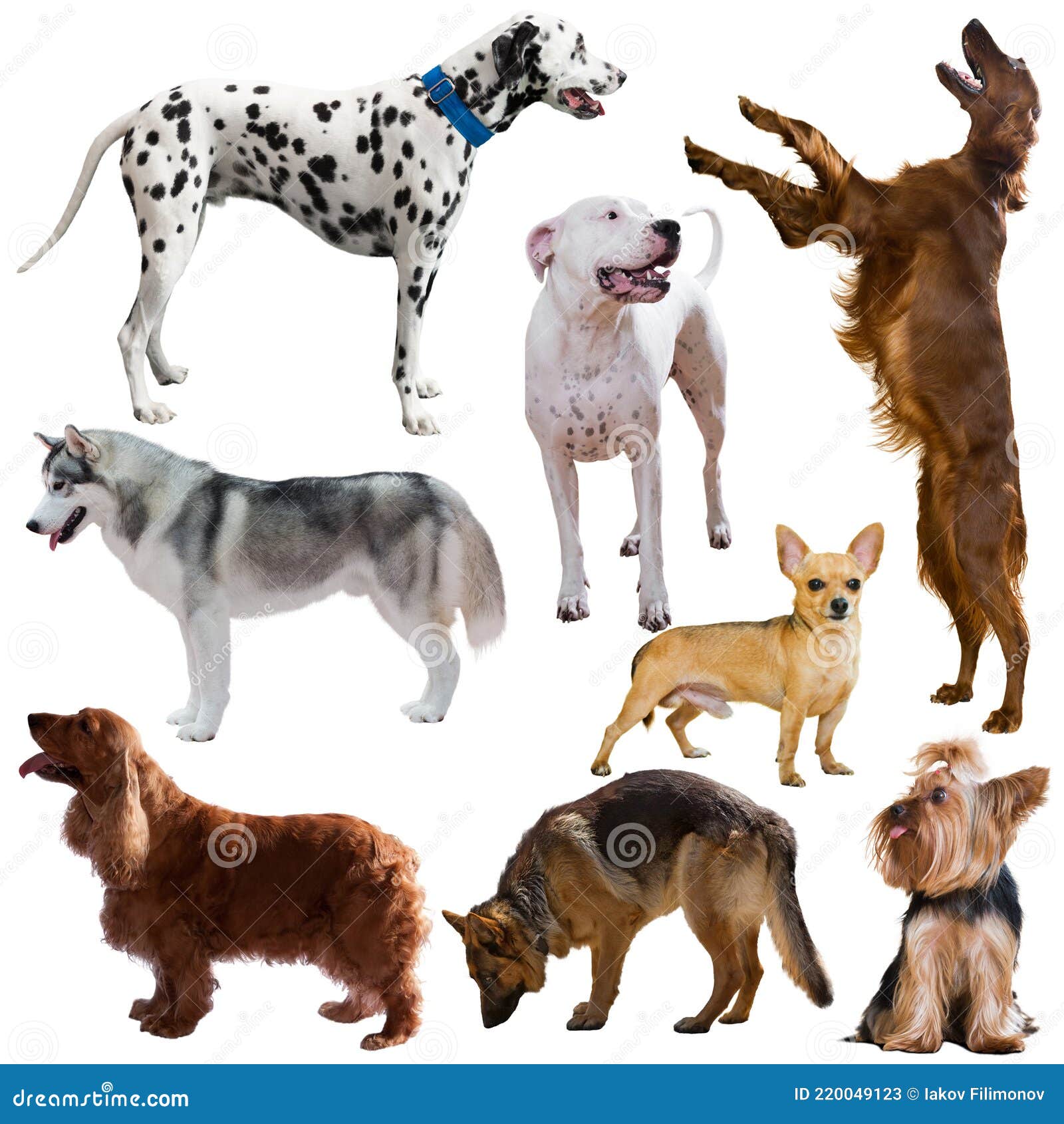 изображение собак разных пород Стоковое Изображение - изображение  насчитывающей много, декоративно: 220049123