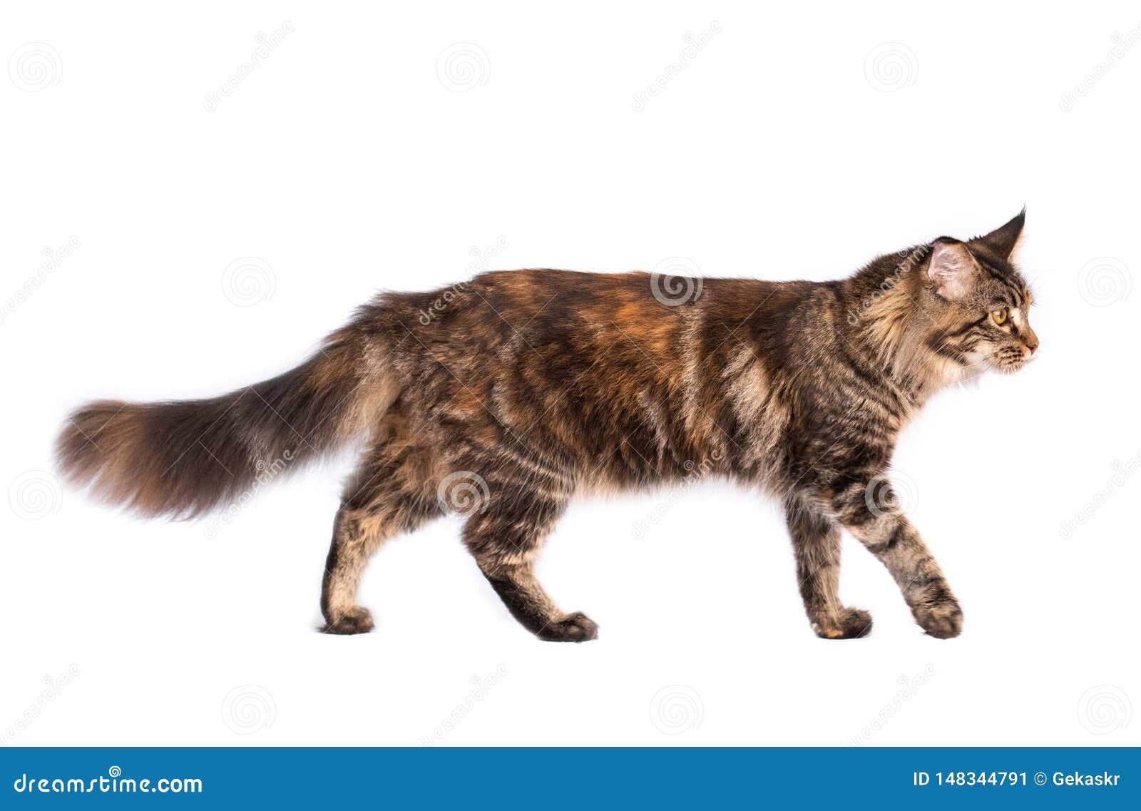 Кот вид сбоку