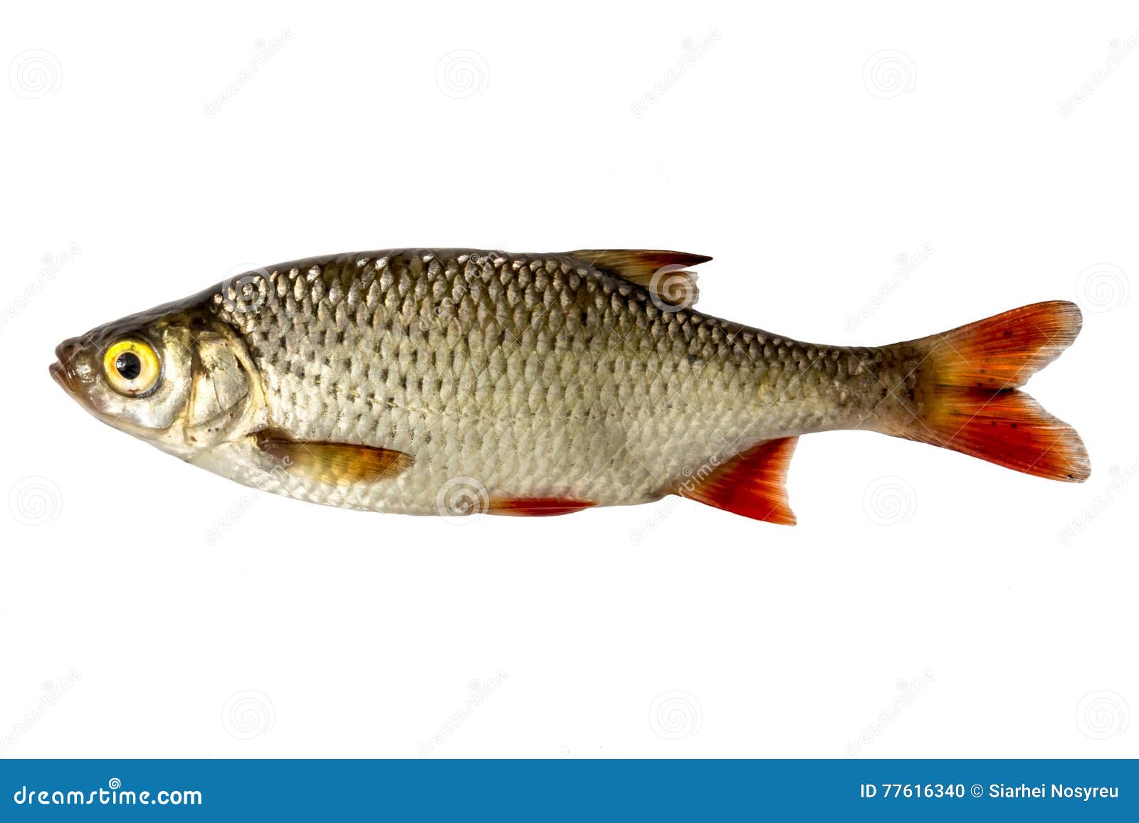Рыба с красными плавниками речная. Рыба с красными плавниками. Рыба в речке с красными плавниками. Серебристая рыба с красными плавниками.