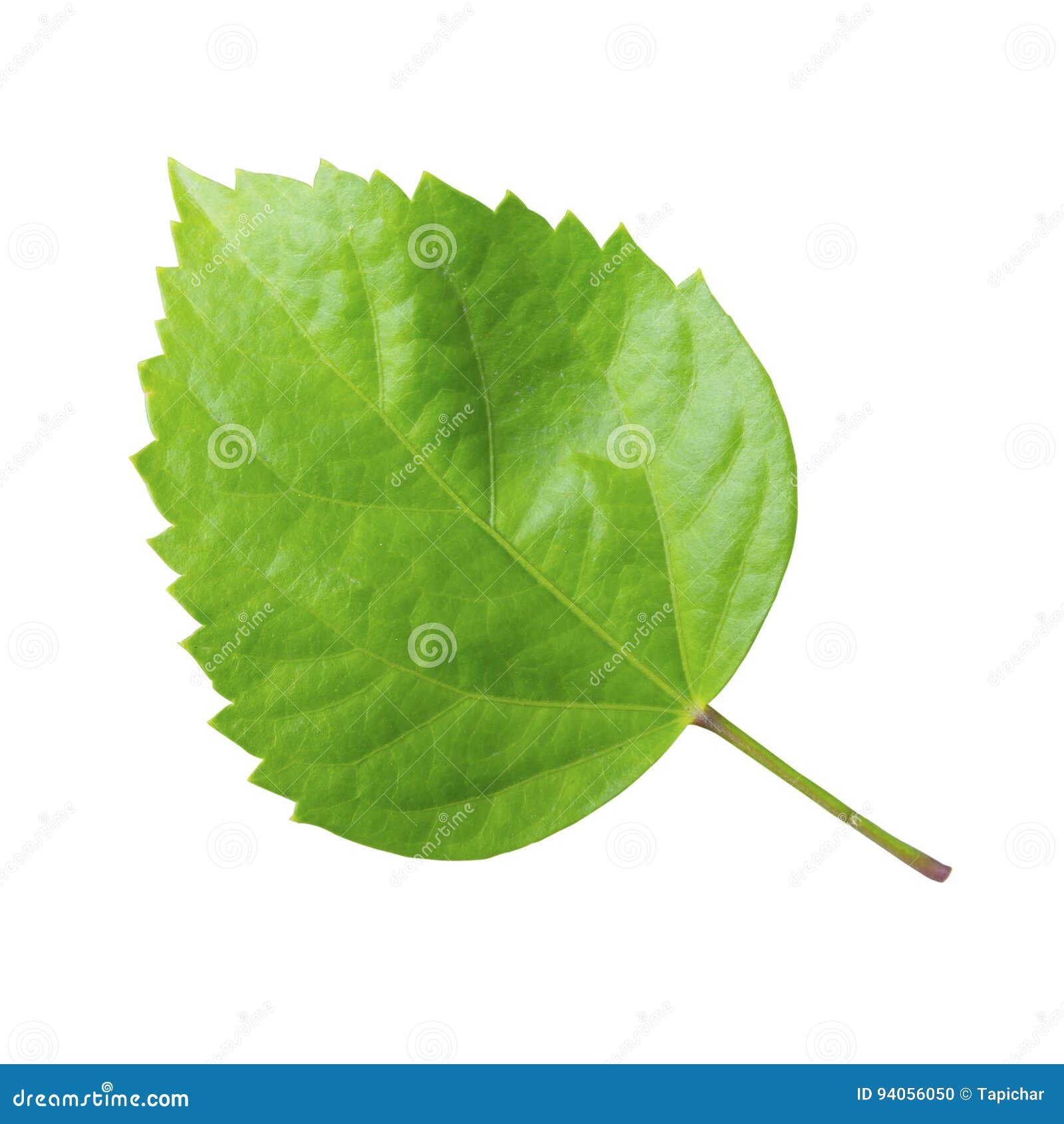 Форма листа гибискуса. Форма листьев гибискуса. Гибискус форма листа. Гибискус листья. Лист гибискуса форма листа.