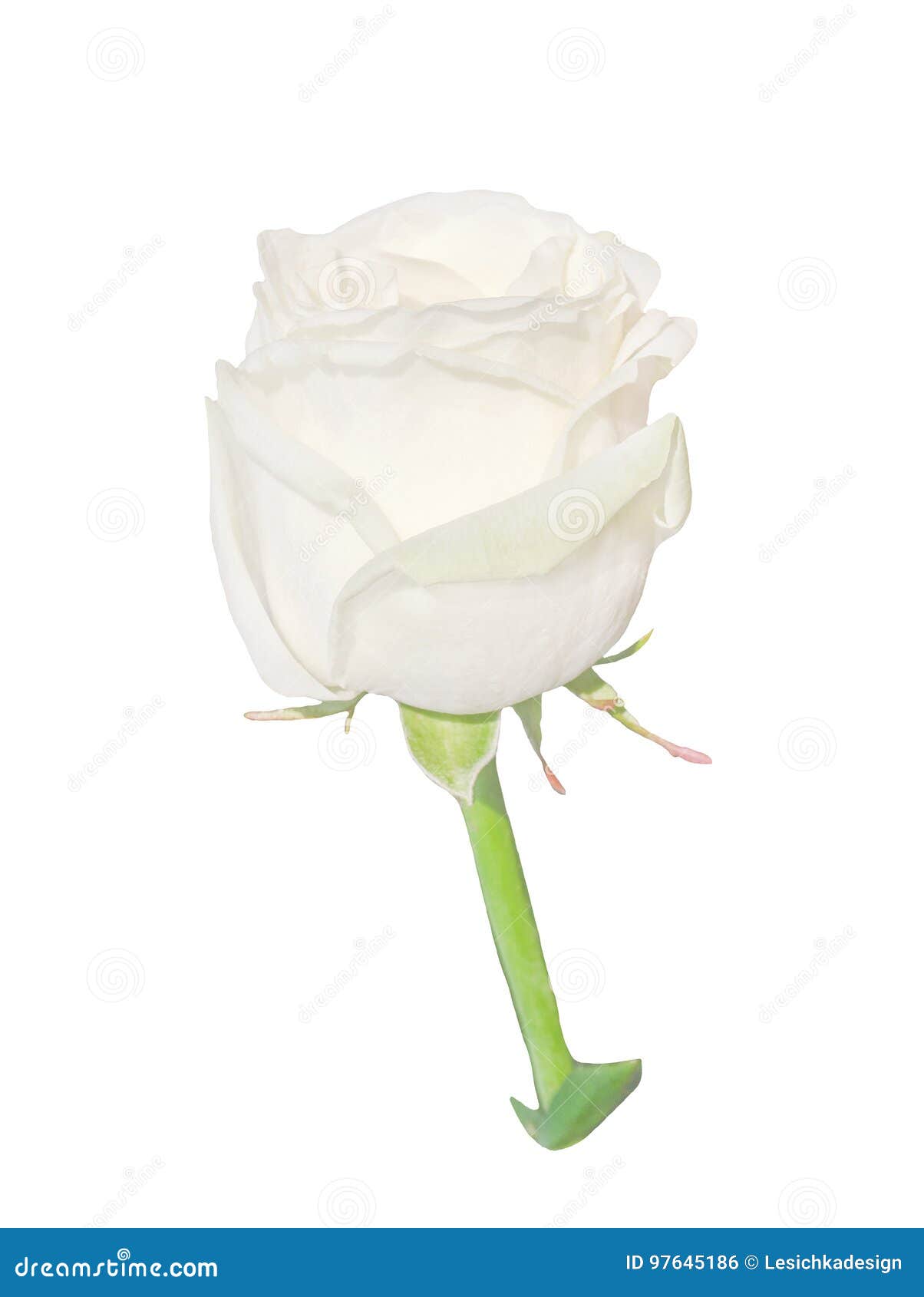 Изолированный бутон белой розы Стоковое Фото - изображение насчитывающей  подарок, день: 97645186